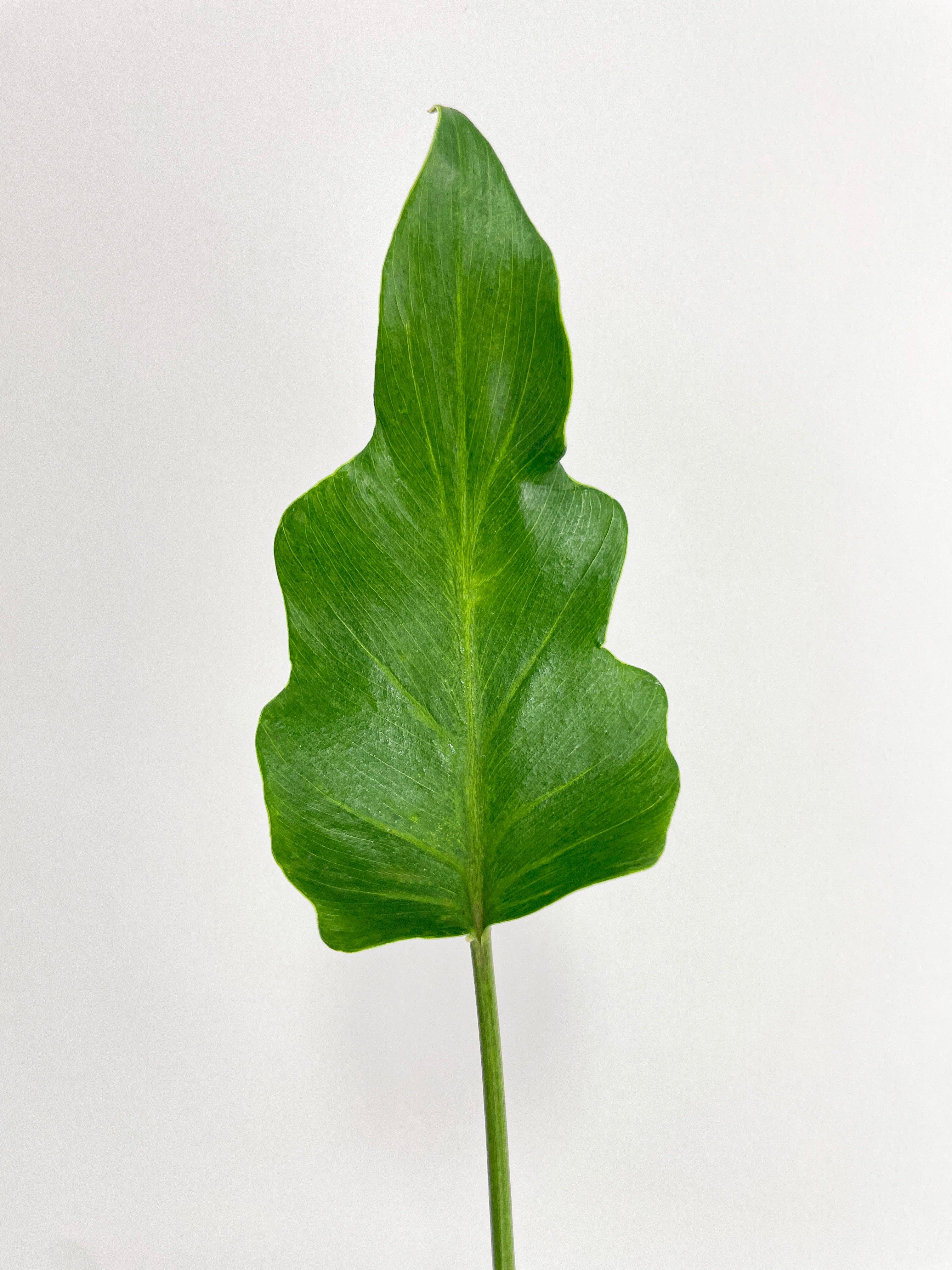 Philodendron Bipinnatifidum Shangri-La | Heirloom Boulevard