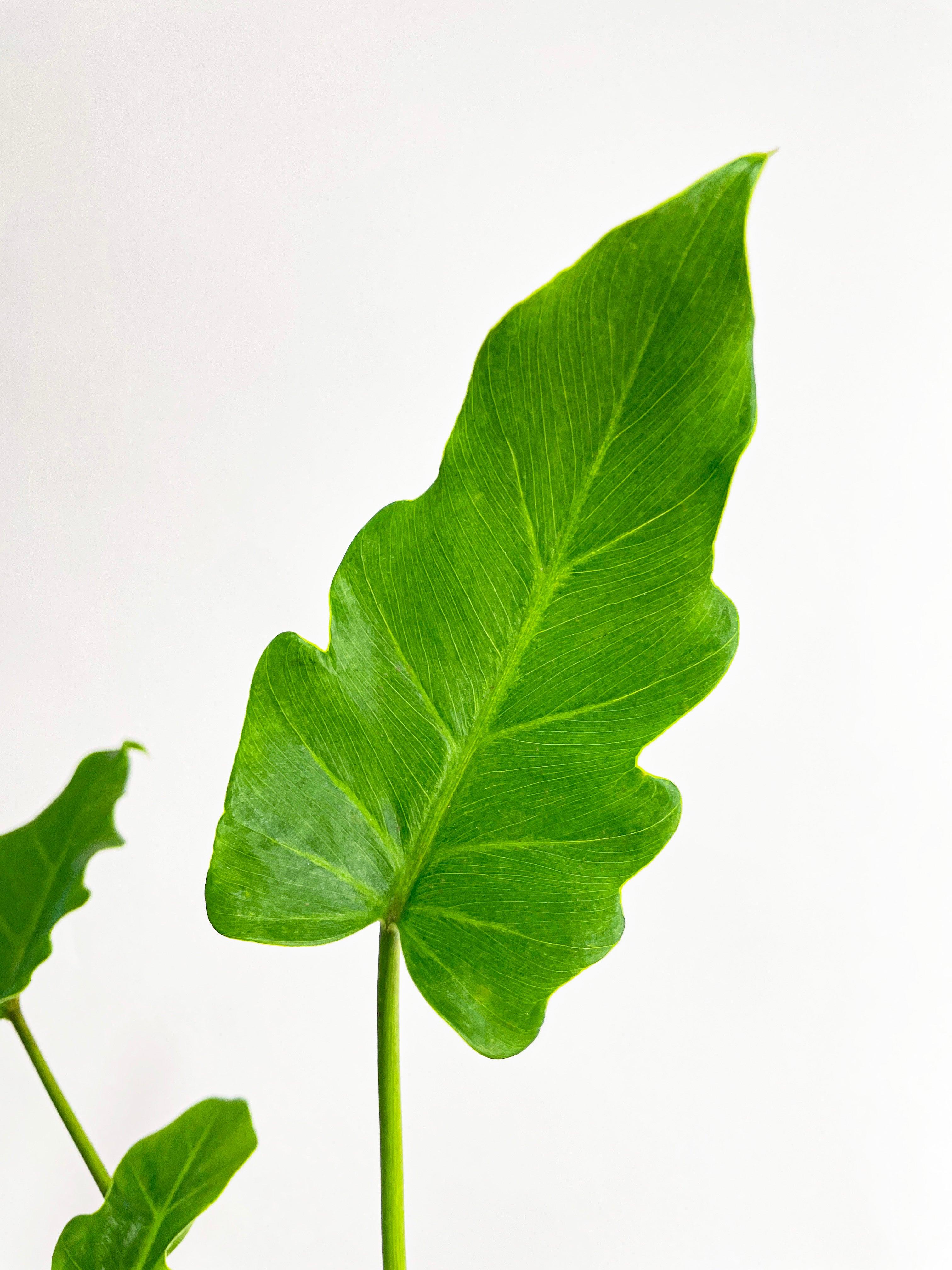 Philodendron Bipinnatifidum Shangri-La | Heirloom Boulevard