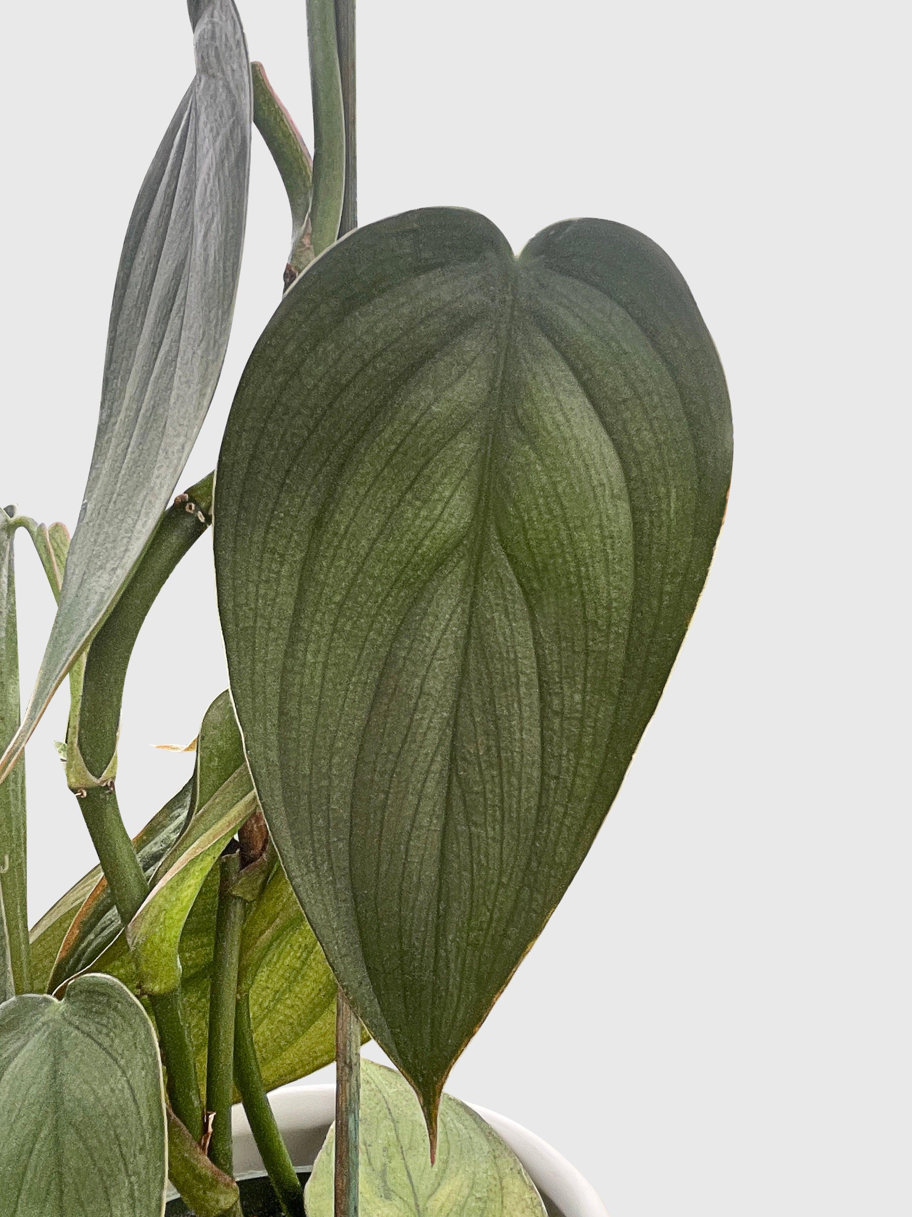Bumble Plants Philodendron Burle Marx Fantasy