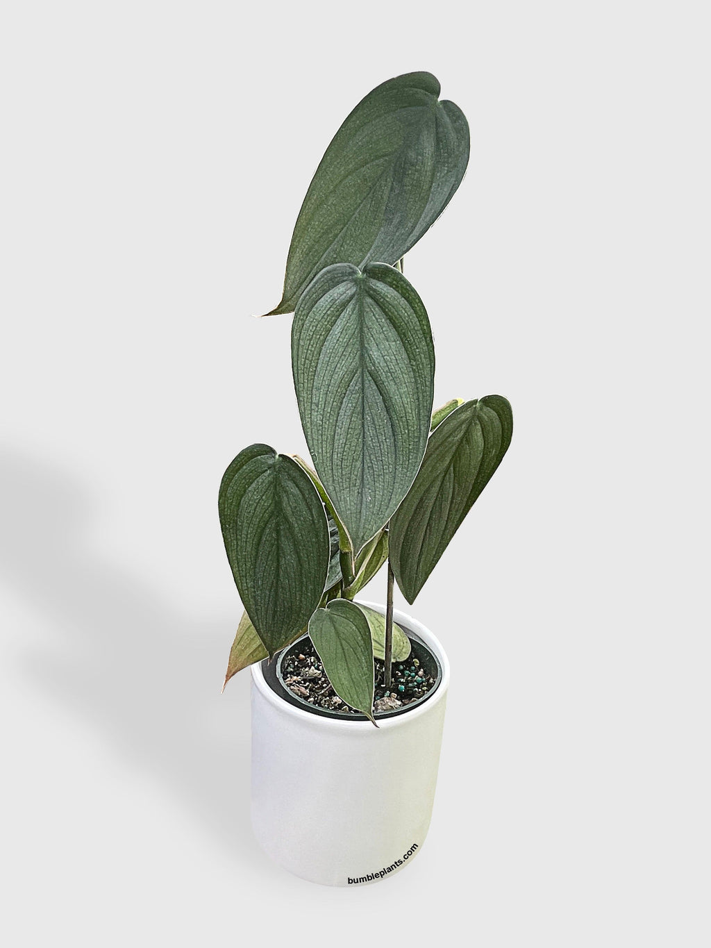 Bumble Plants Philodendron Burle Marx Fantasy