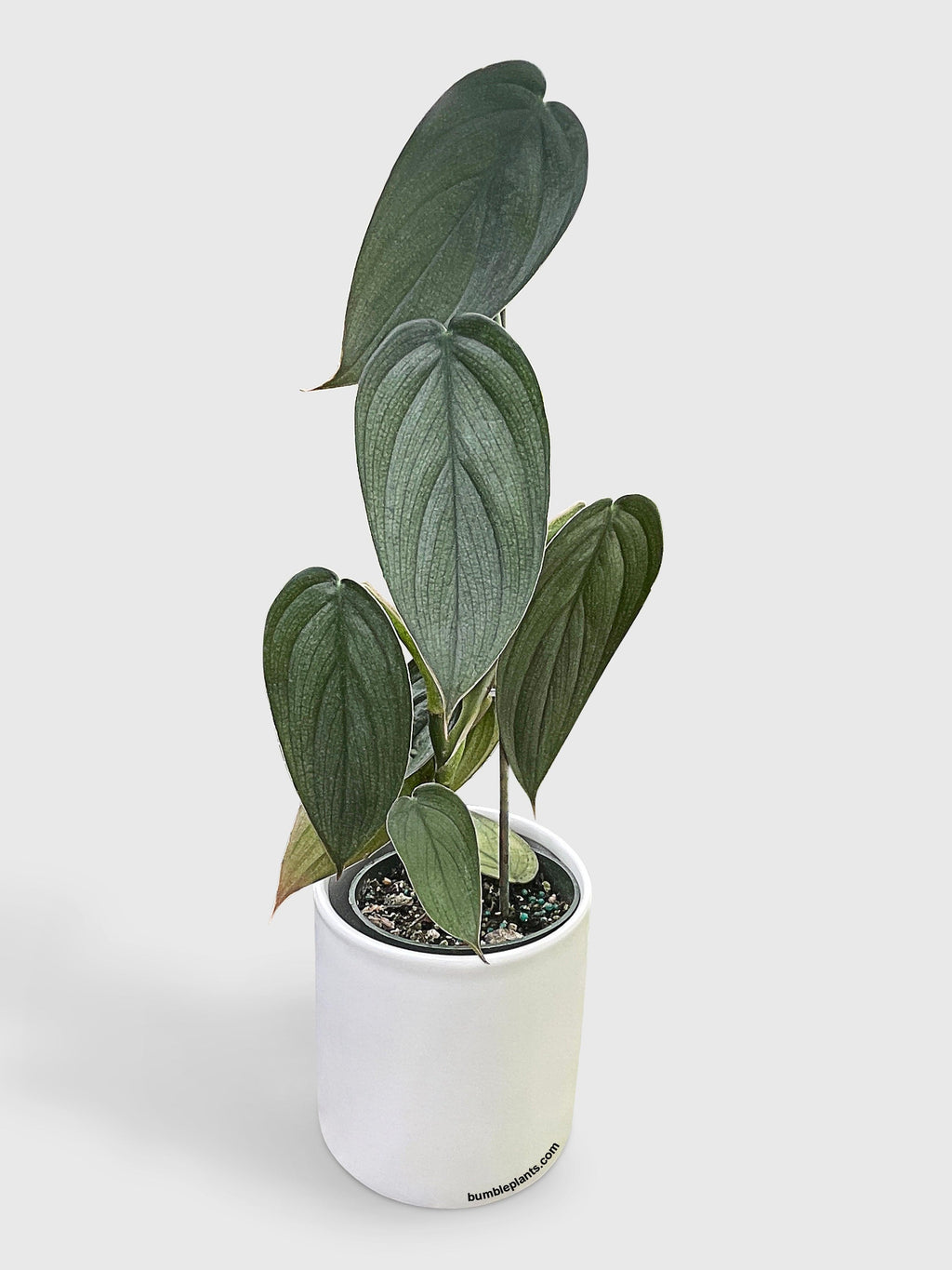 Bumble Plants Philodendron Burle Marx Fantasy