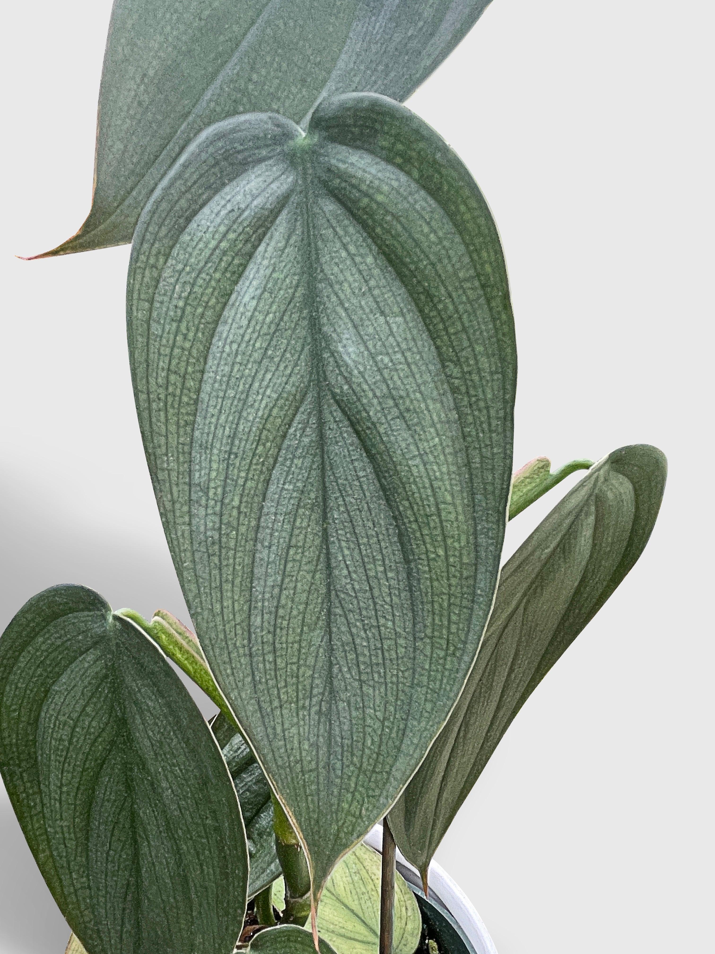Bumble Plants Philodendron Burle Marx Fantasy