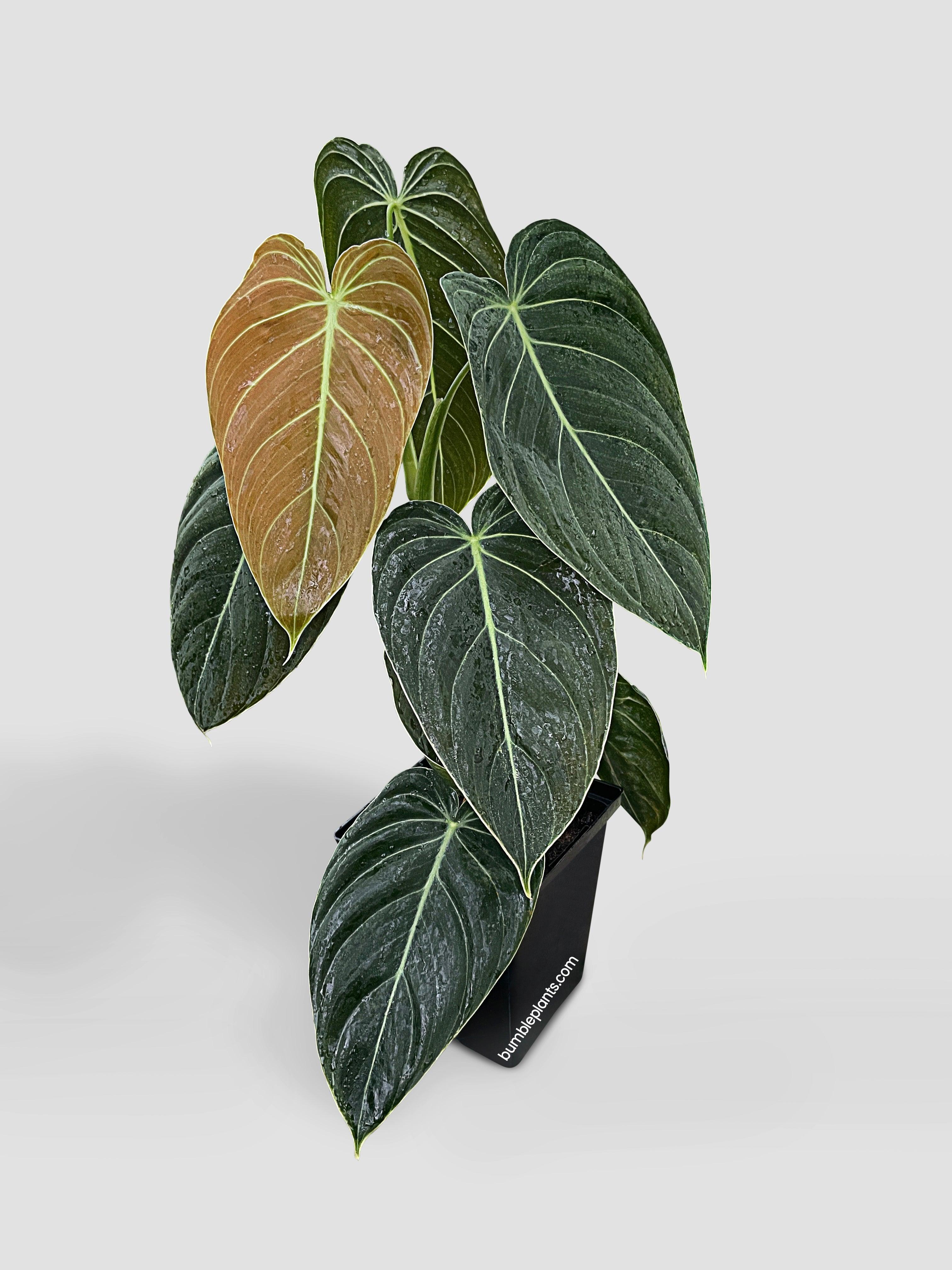 Bumble Plants Philodendron Melanochrysum 'Melano'
