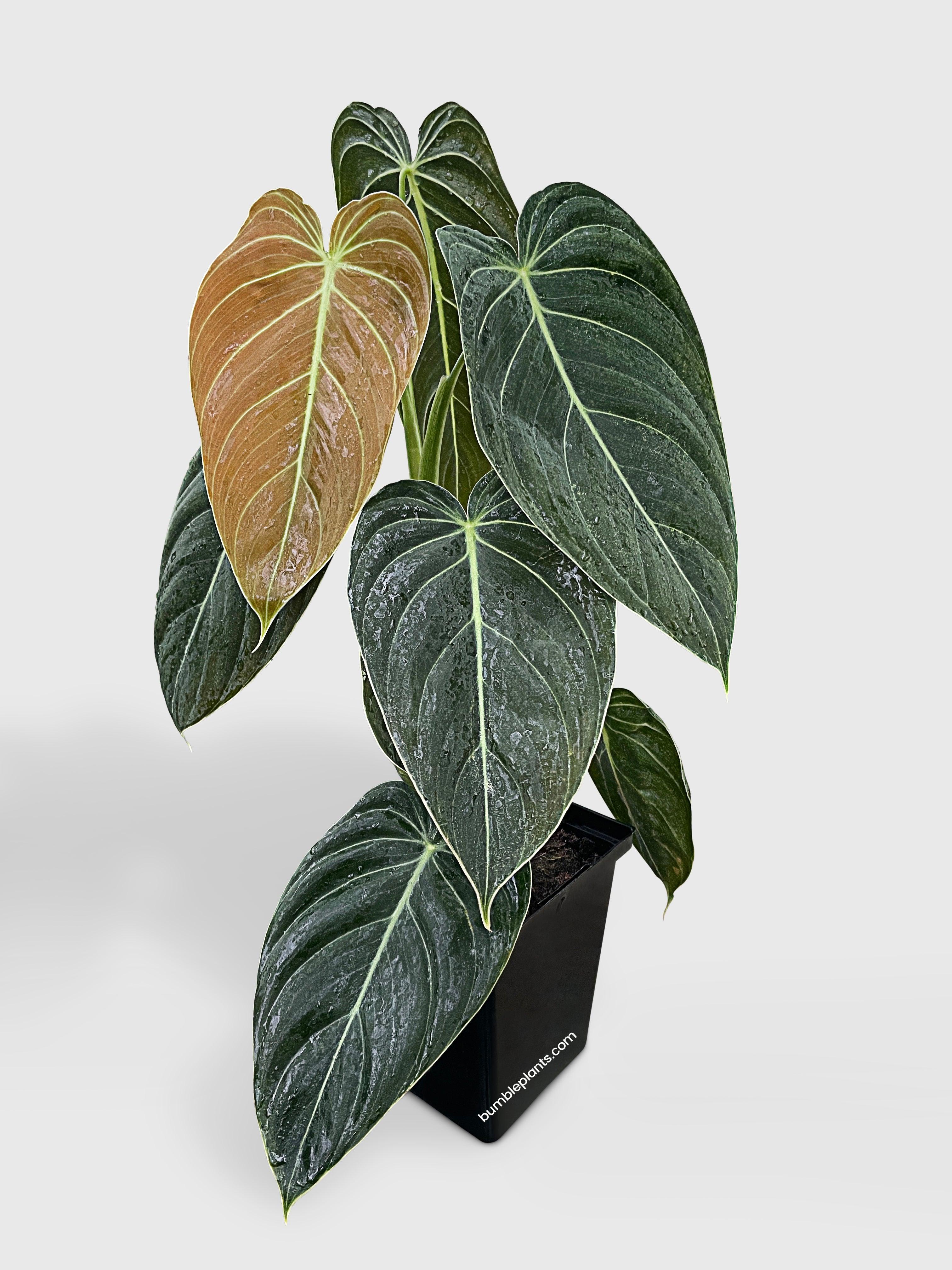 Bumble Plants Philodendron Melanochrysum 'Melano'