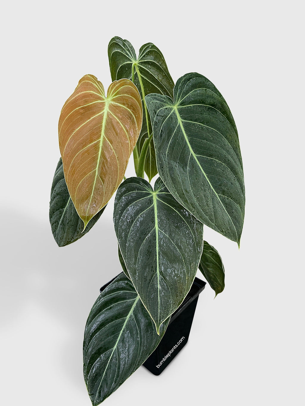 Bumble Plants Philodendron Melanochrysum 'Melano'