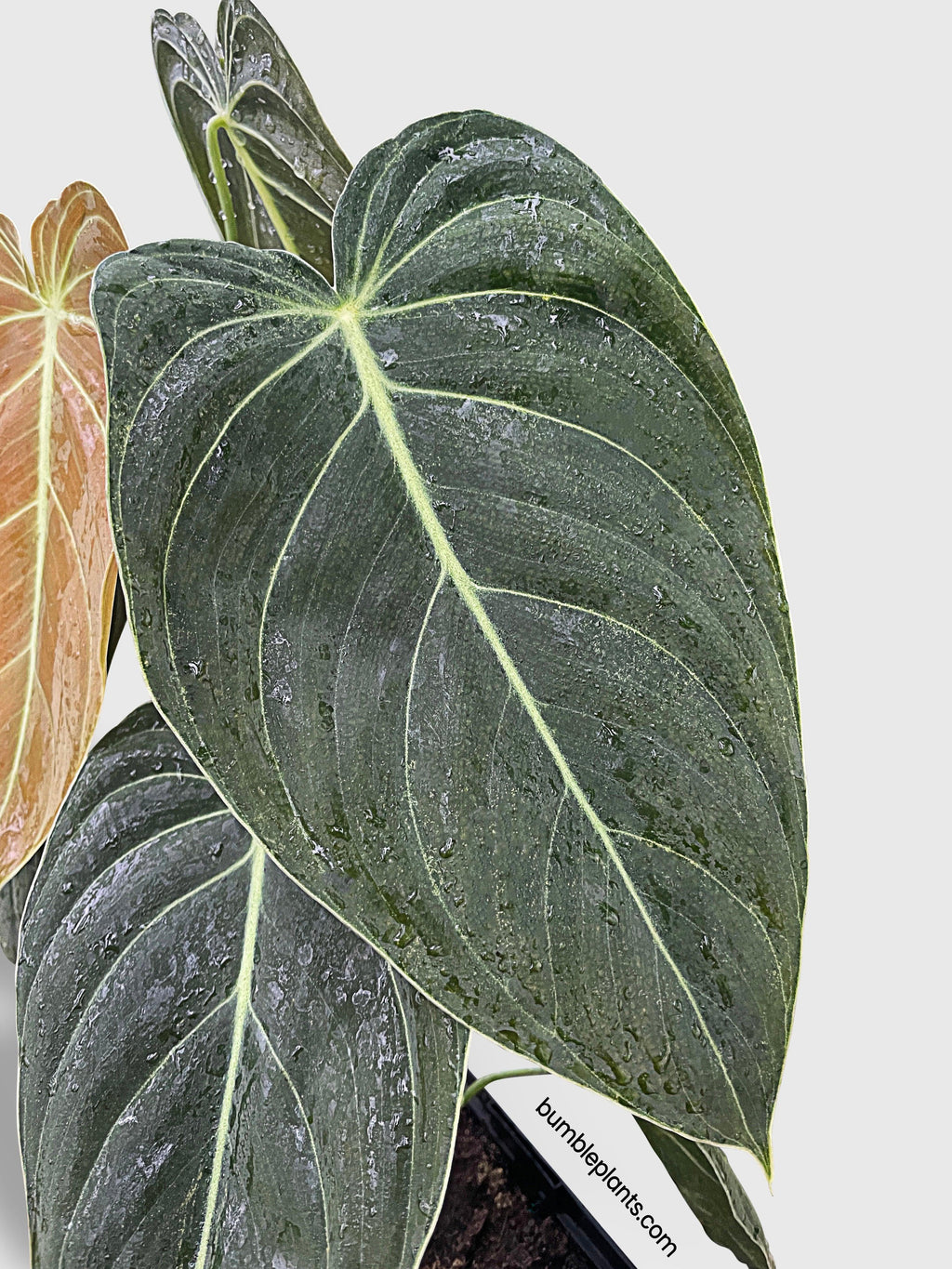 Bumble Plants Philodendron Melanochrysum 'Melano'