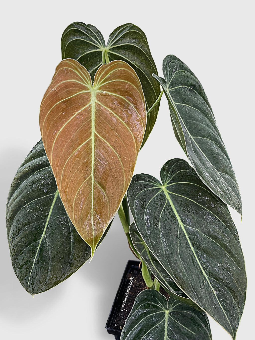 Bumble Plants Philodendron Melanochrysum 'Melano'