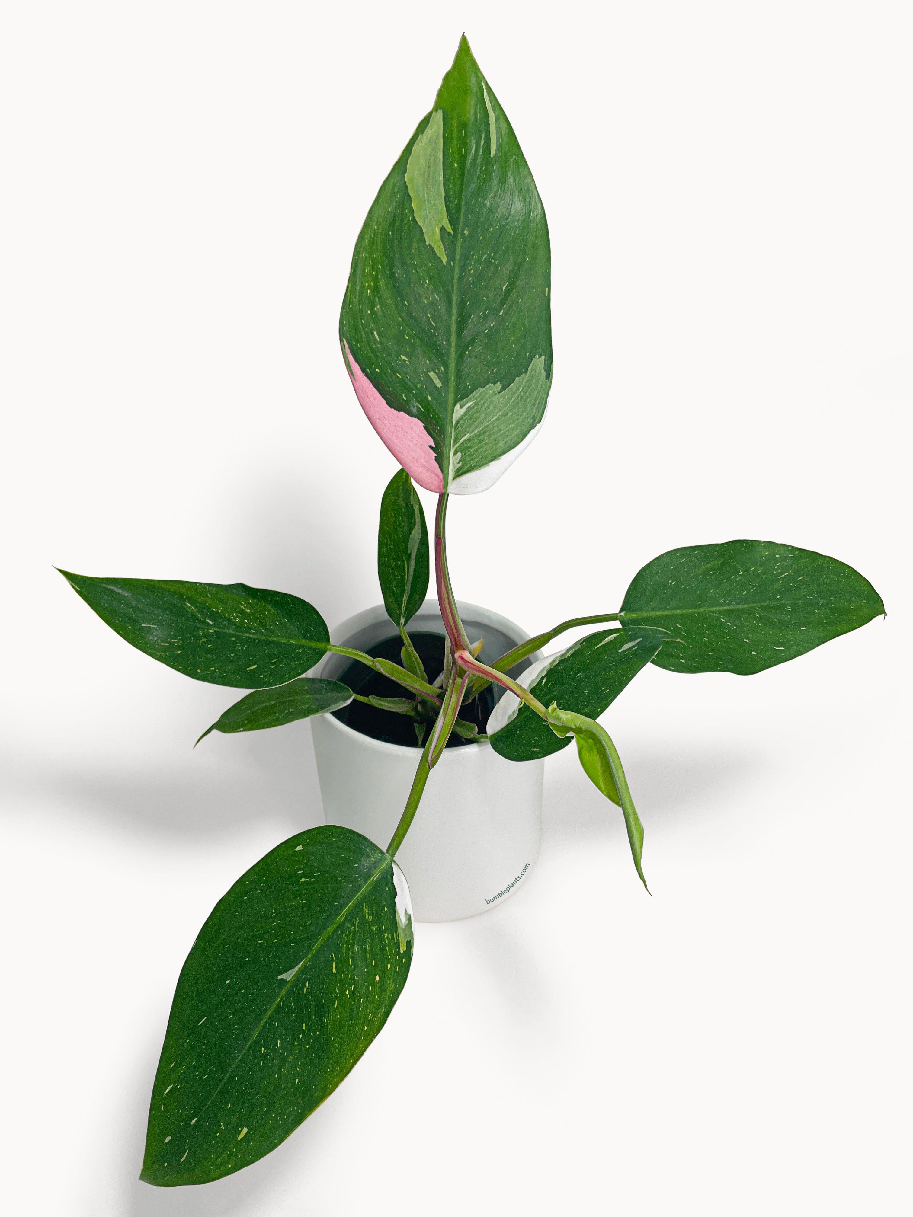 Philodendron White Princess Pink 'Tricolor' Variegata | Heirloom Boulevard