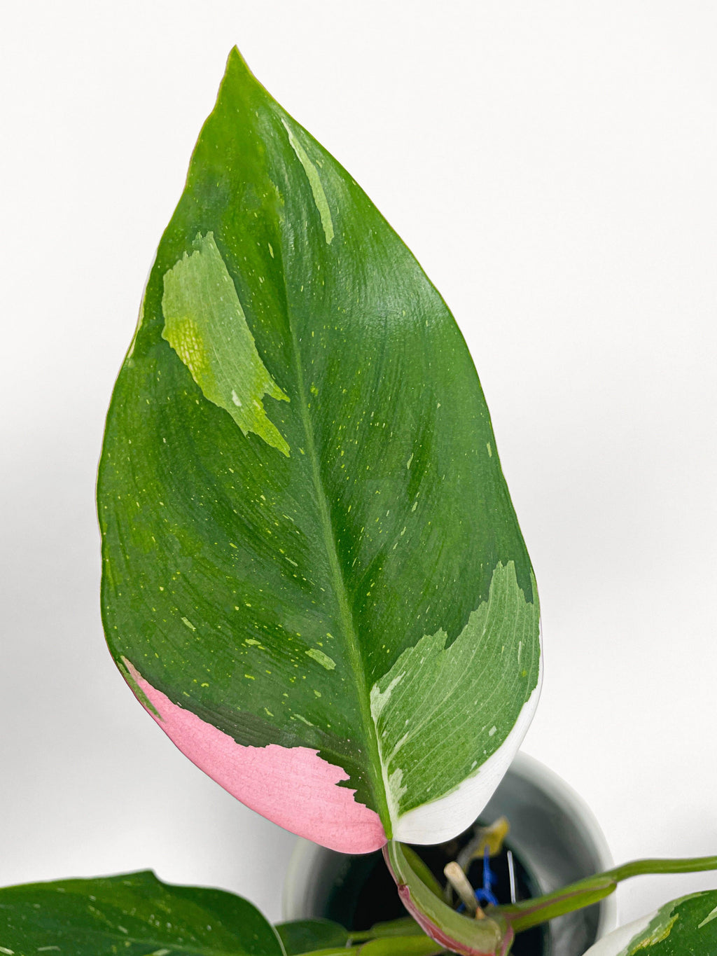Philodendron White Princess Pink 'Tricolor' Variegata | Heirloom Boulevard