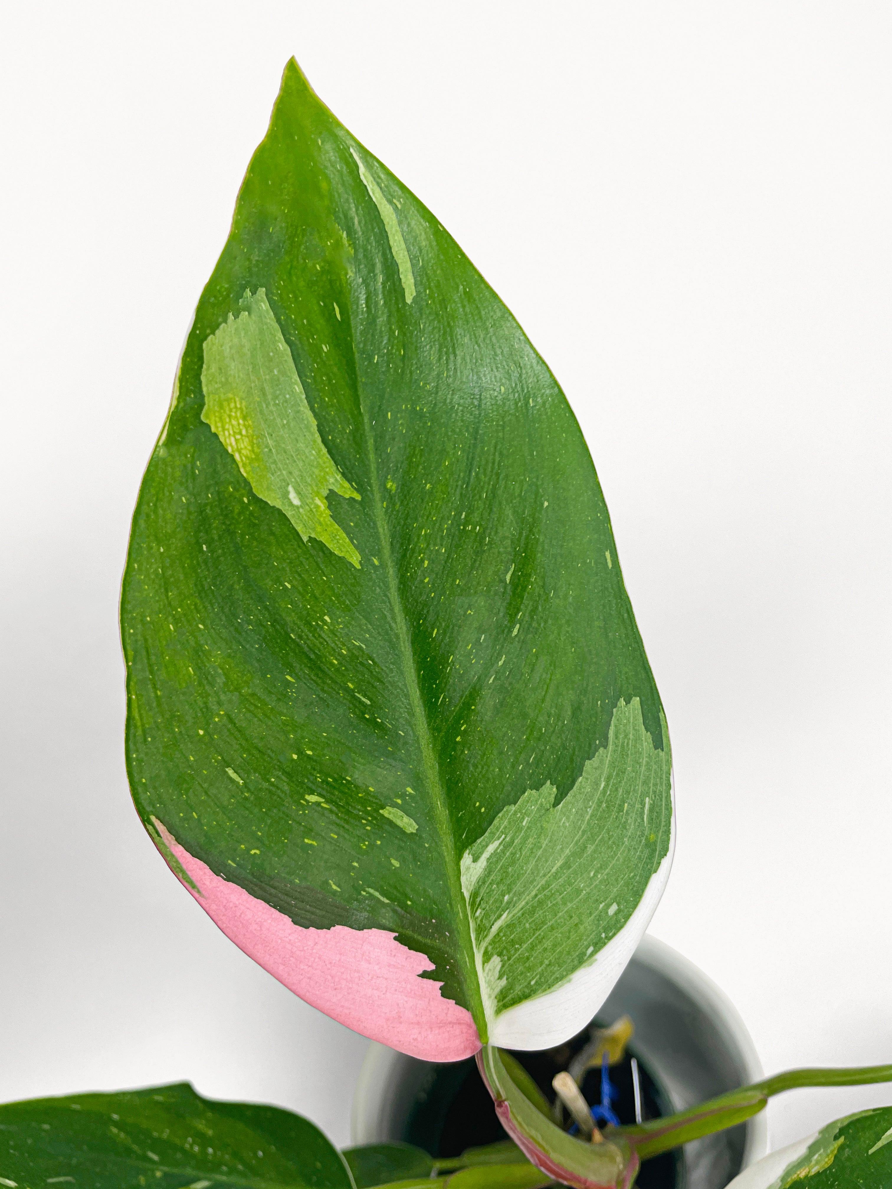 Philodendron White Princess Pink 'Tricolor' Variegata | Heirloom Boulevard