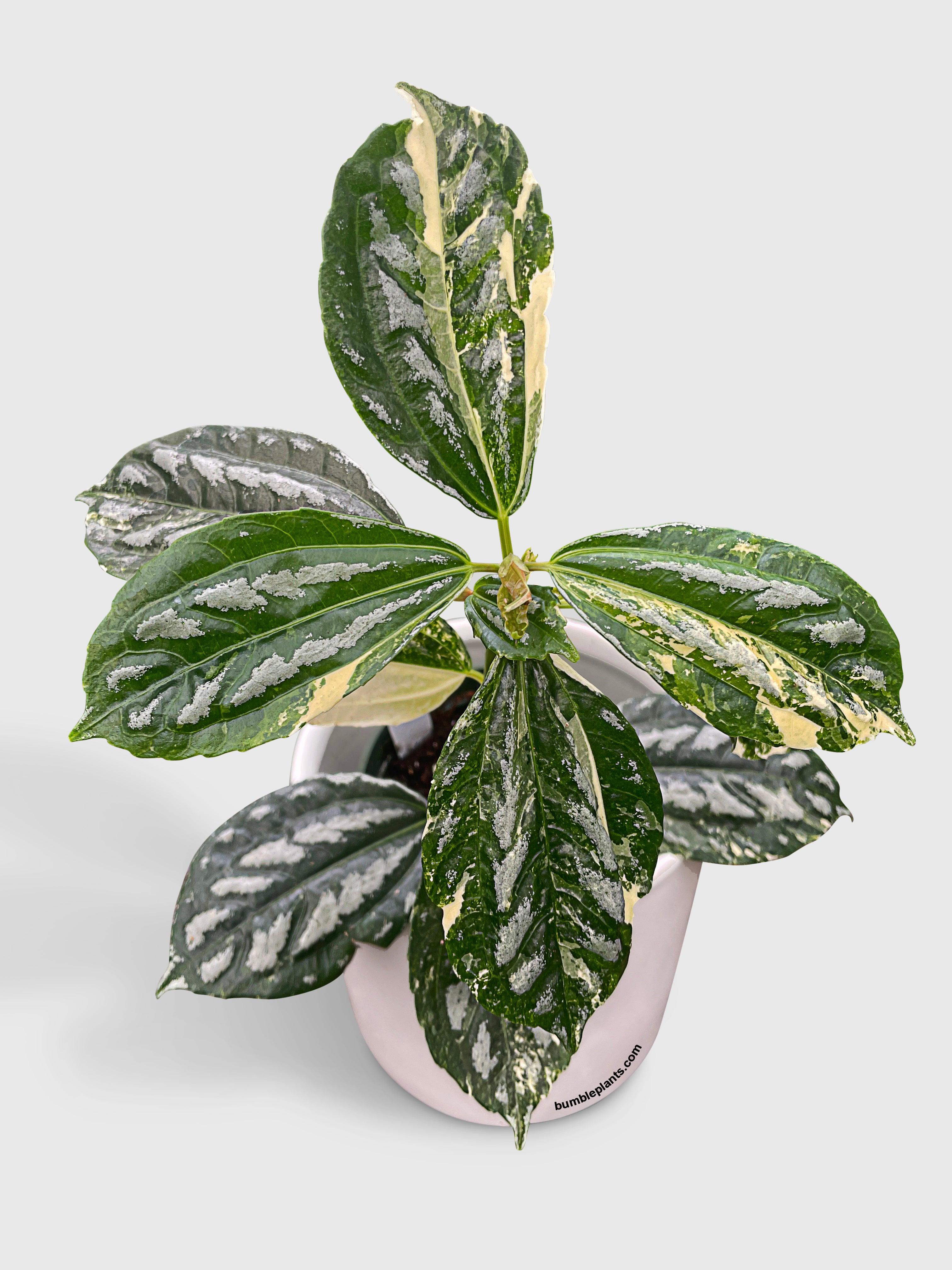 Bumble Plants Variegated Pilea Cadierei Aluminium