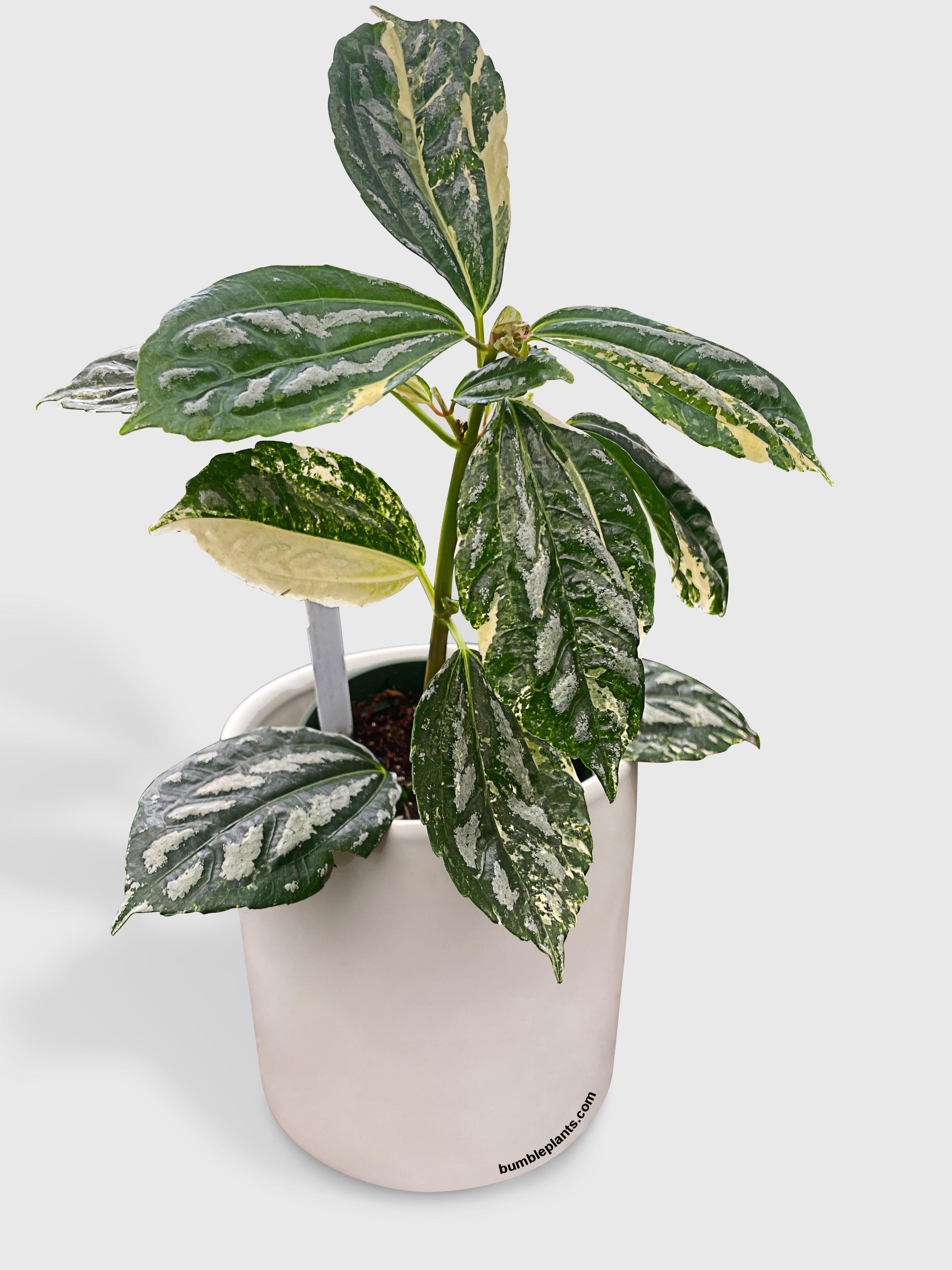 Bumble Plants Variegated Pilea Cadierei Aluminium