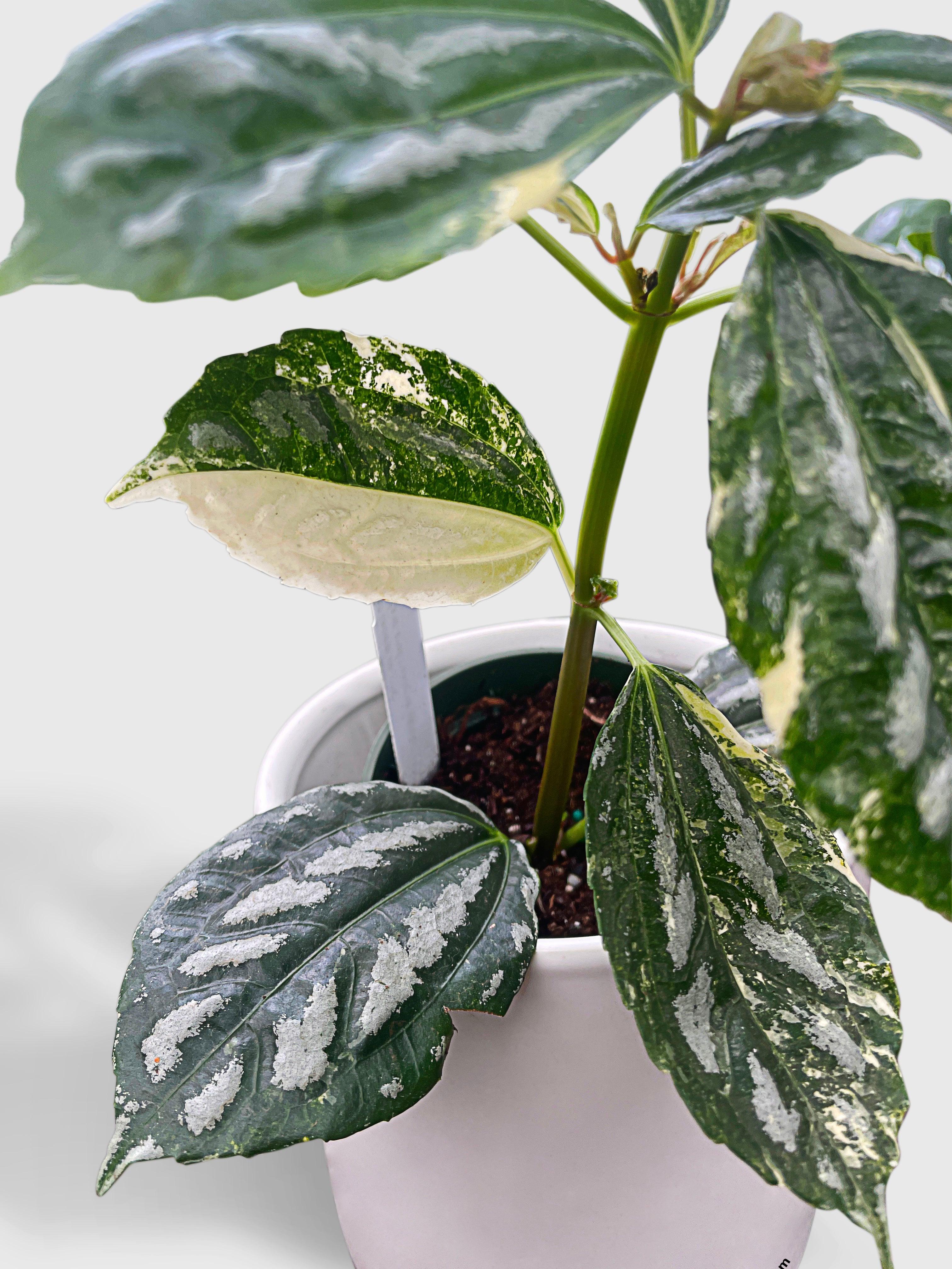 Bumble Plants Variegated Pilea Cadierei Aluminium
