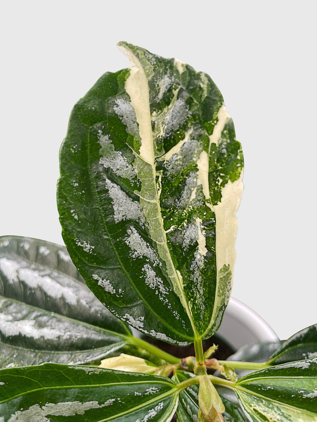 Bumble Plants Variegated Pilea Cadierei Aluminium