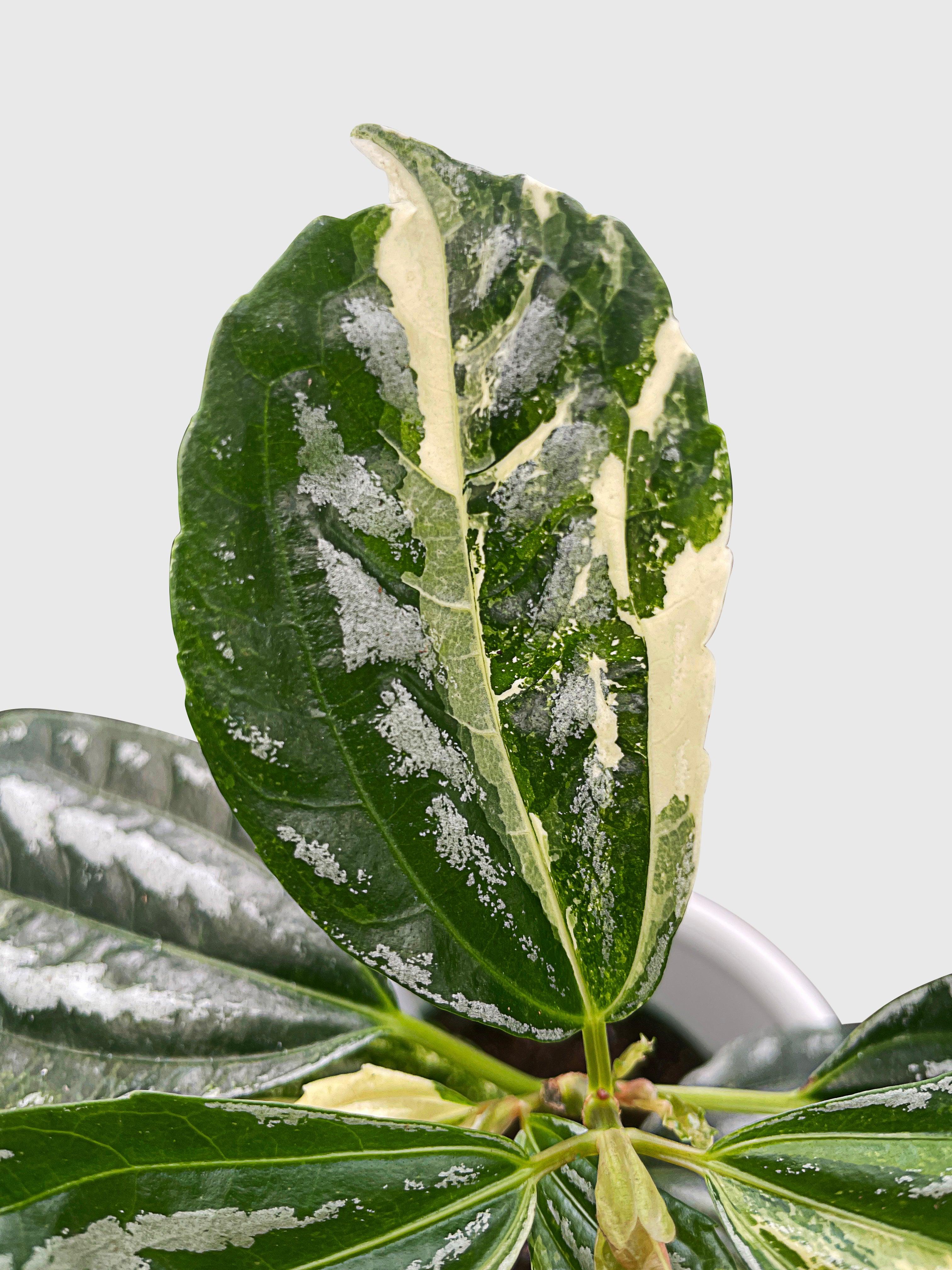 Bumble Plants Variegated Pilea Cadierei Aluminium