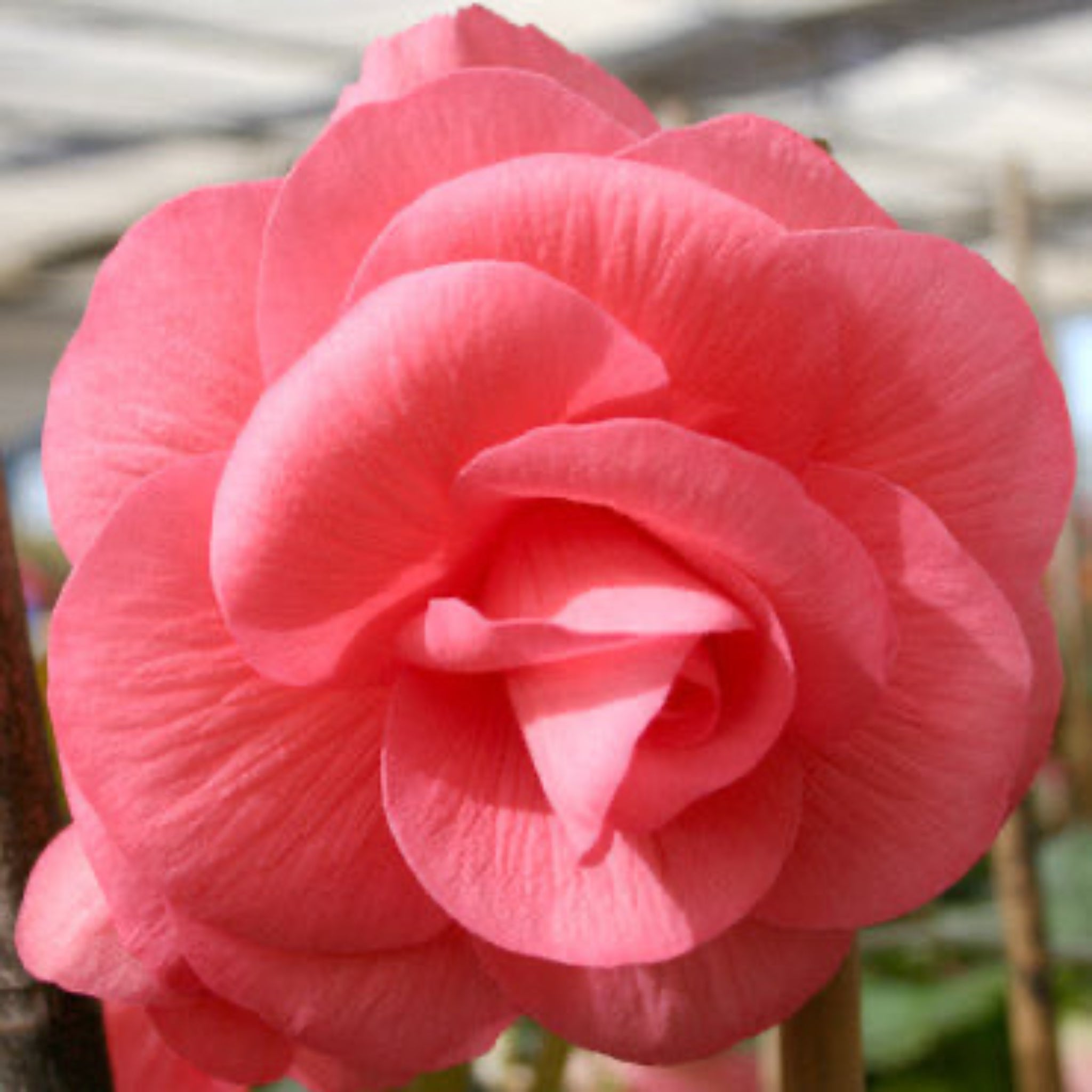 Pink Double Begonia Bulbs | Heirloom Boulevard