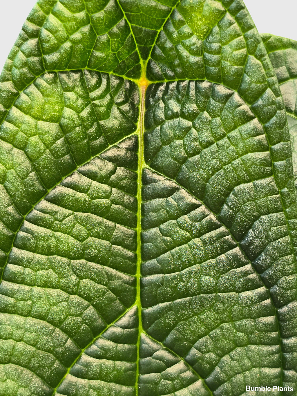 Bumble Plants Piper Parmatum Panama