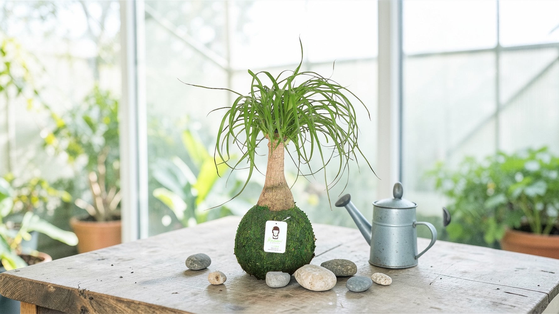 Kazumi Garden Ponytail Palm | Moss Ball Kokedamas | Heirloom Boulevard