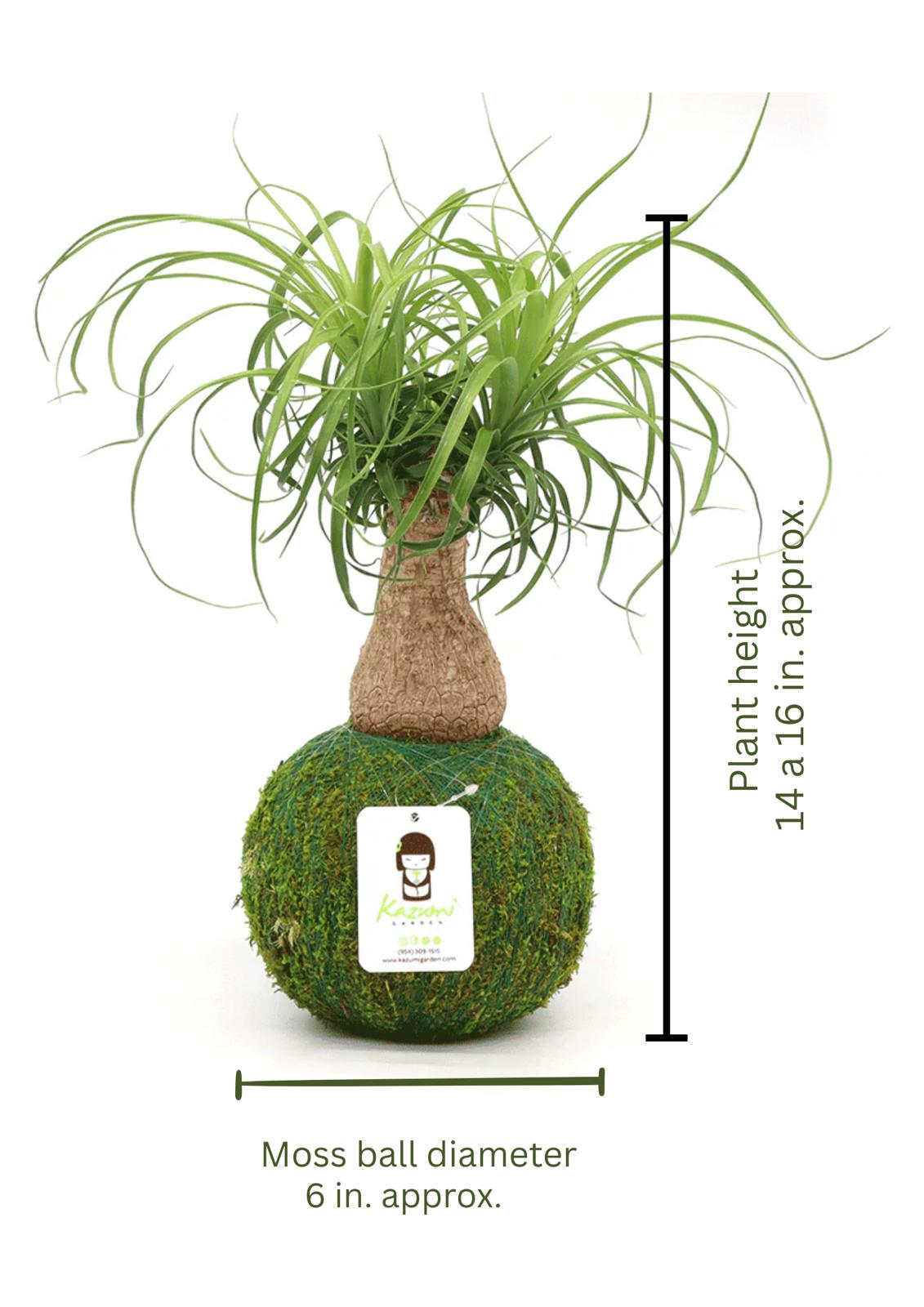 Kazumi Garden Ponytail Palm | Moss Ball Kokedamas | Heirloom Boulevard