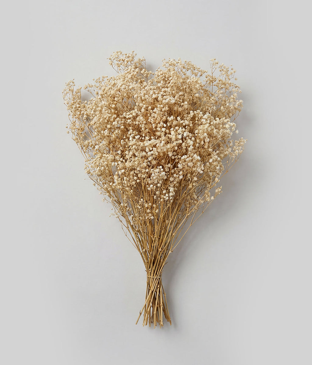 Bloomist Preserved Blonde Mini Gyp | Heirloom Boulevard
