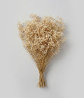 Bloomist Preserved Blonde Mini Gyp | Heirloom Boulevard