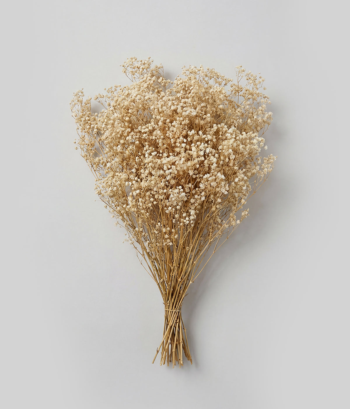 Bloomist Preserved Blonde Mini Gyp | Heirloom Boulevard