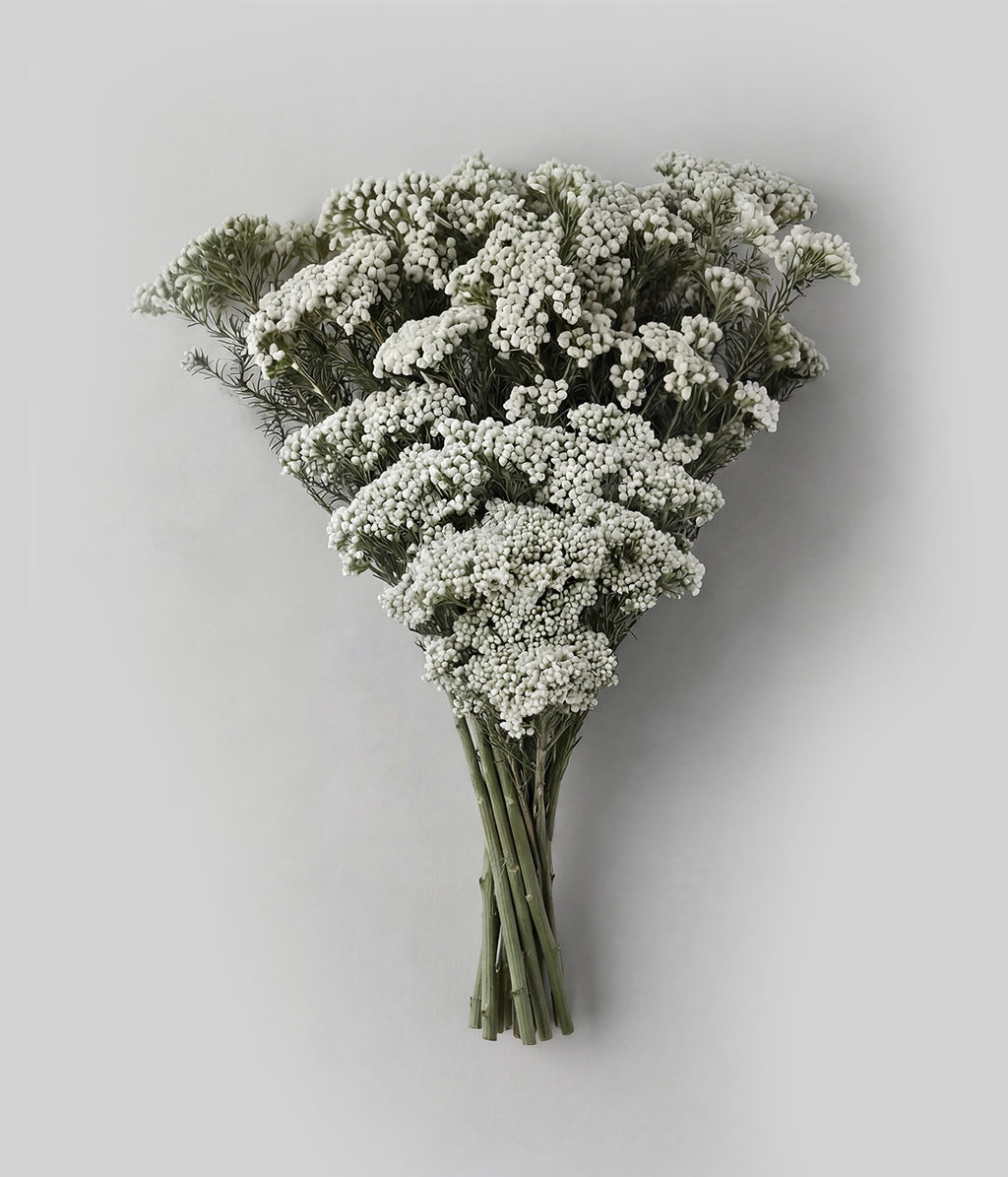 Bloomist Preserved White Rice Flower | Heirloom Boulevard