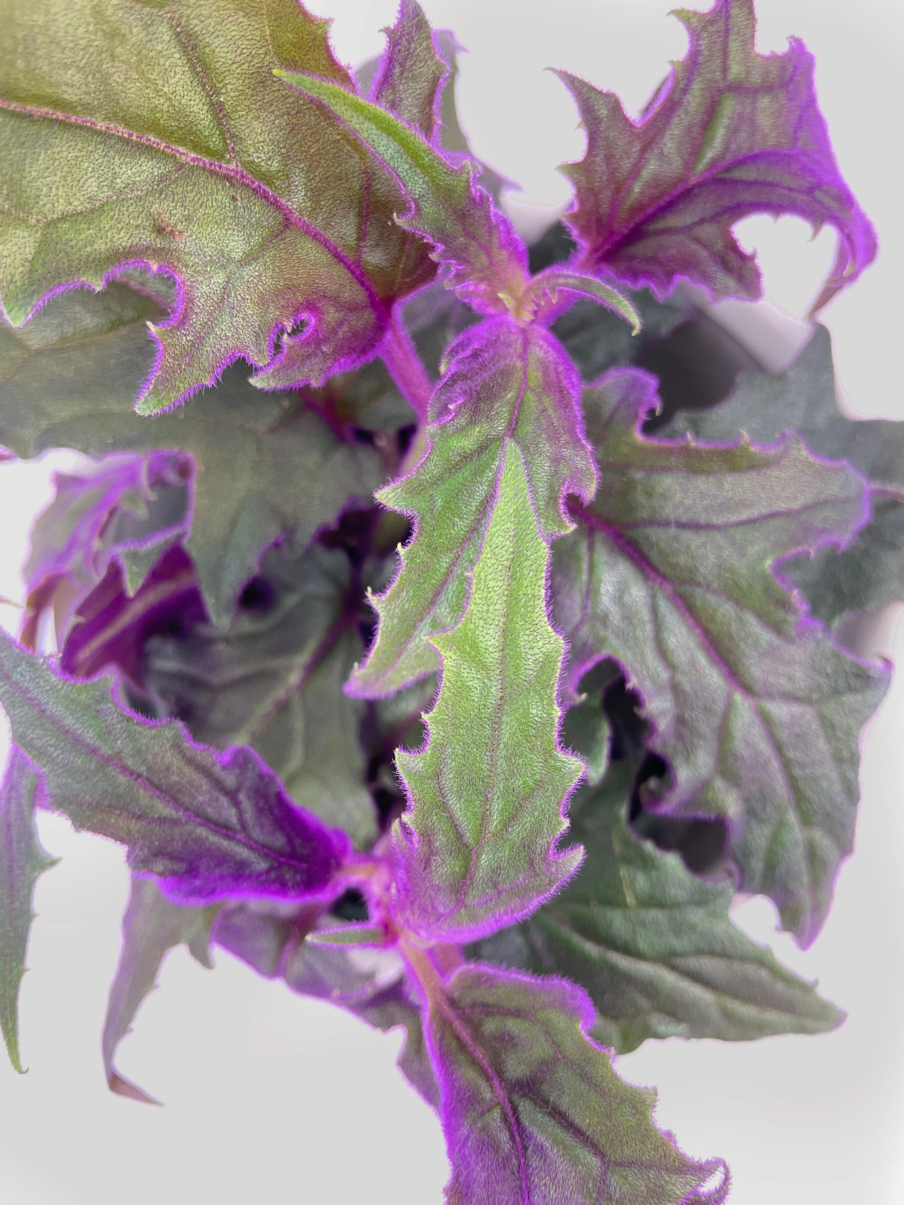 Purple Passion (Gynura Aurantiaca) | Heirloom Boulevard
