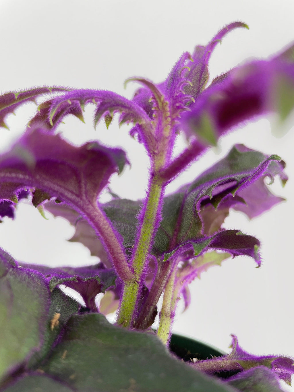 Purple Passion (Gynura Aurantiaca) | Heirloom Boulevard