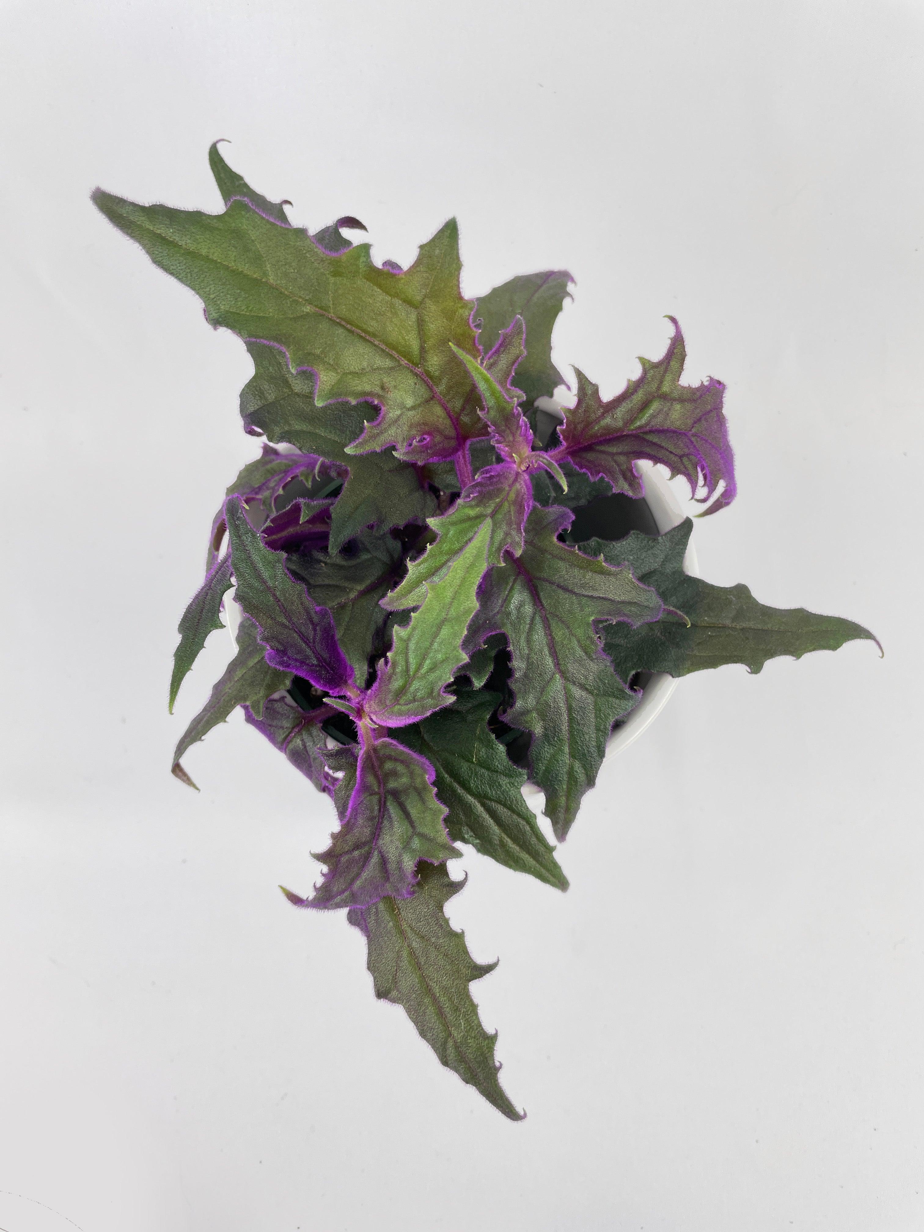 Purple Passion (Gynura Aurantiaca) | Heirloom Boulevard