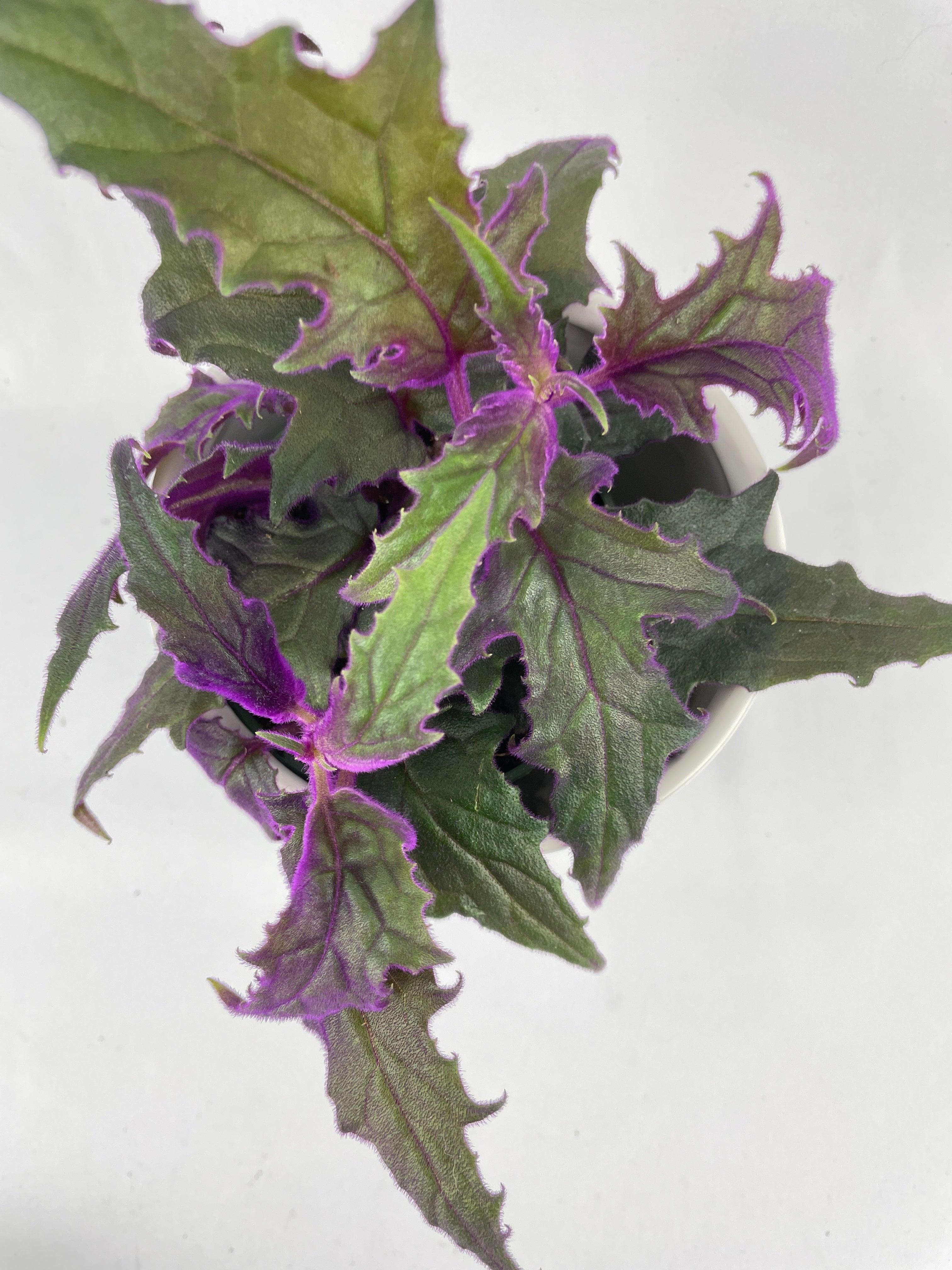 Purple Passion (Gynura Aurantiaca) | Heirloom Boulevard