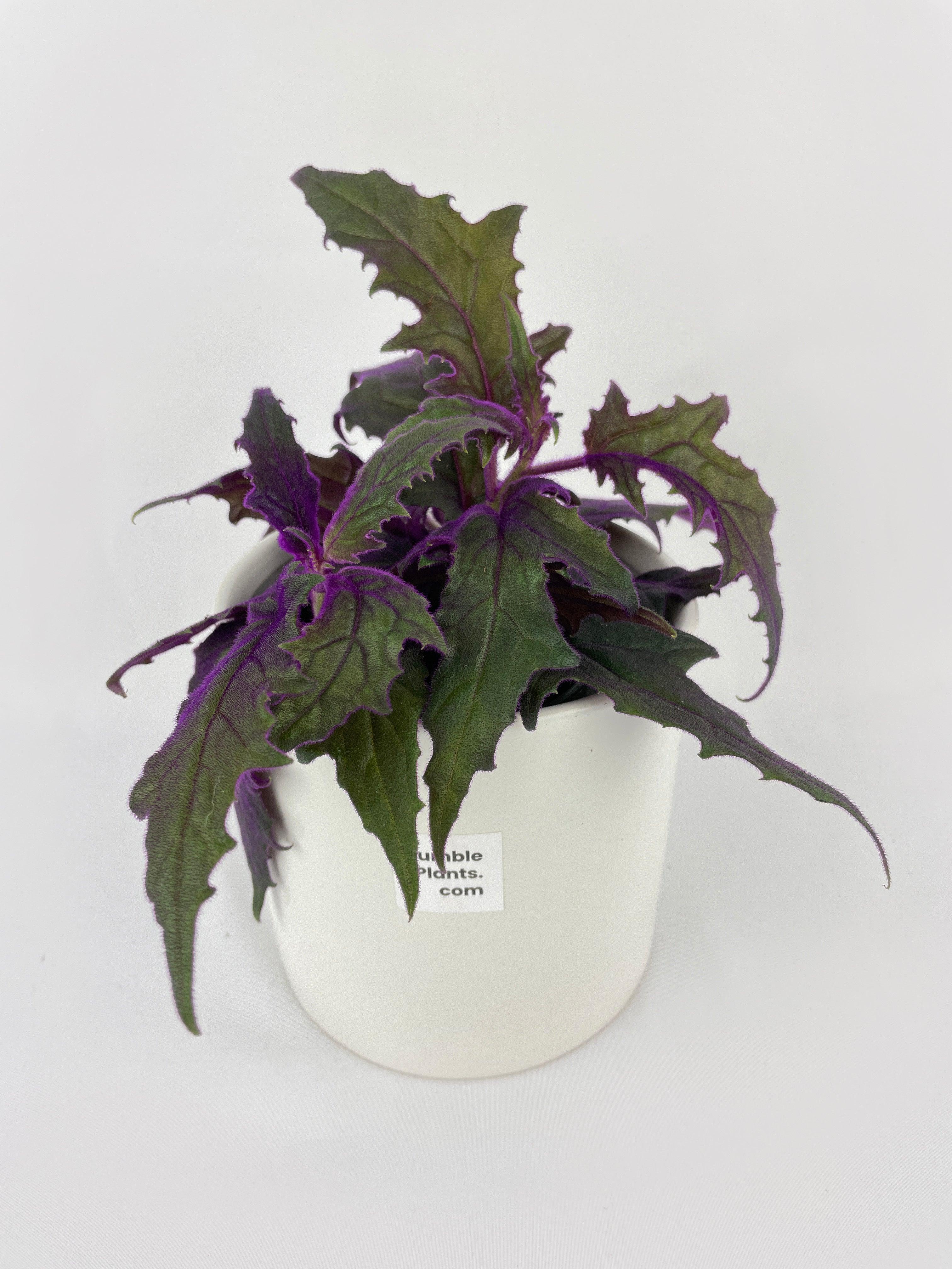 Purple Passion (Gynura Aurantiaca) | Heirloom Boulevard