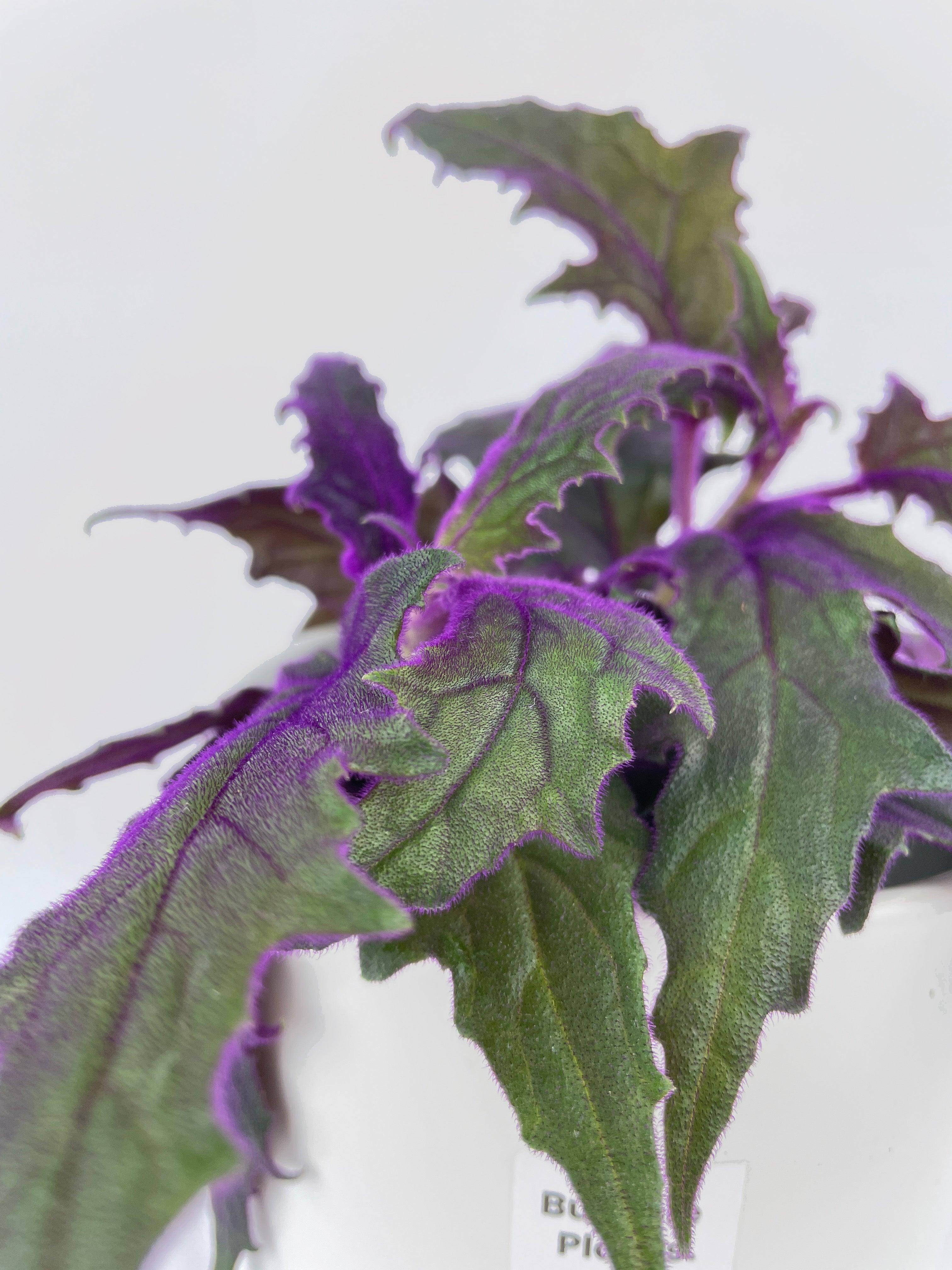 Purple Passion (Gynura Aurantiaca) | Heirloom Boulevard