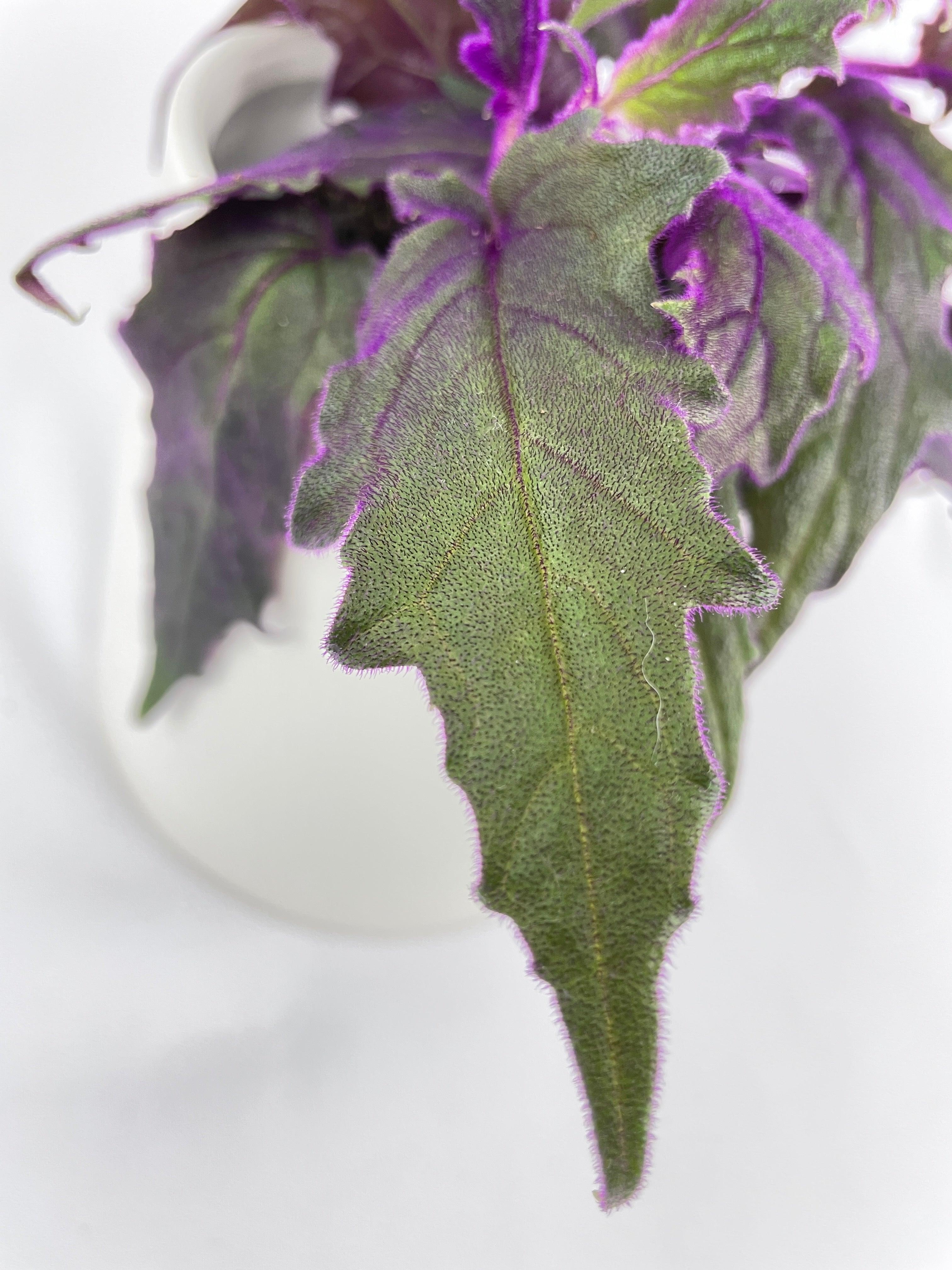 Purple Passion (Gynura Aurantiaca) | Heirloom Boulevard