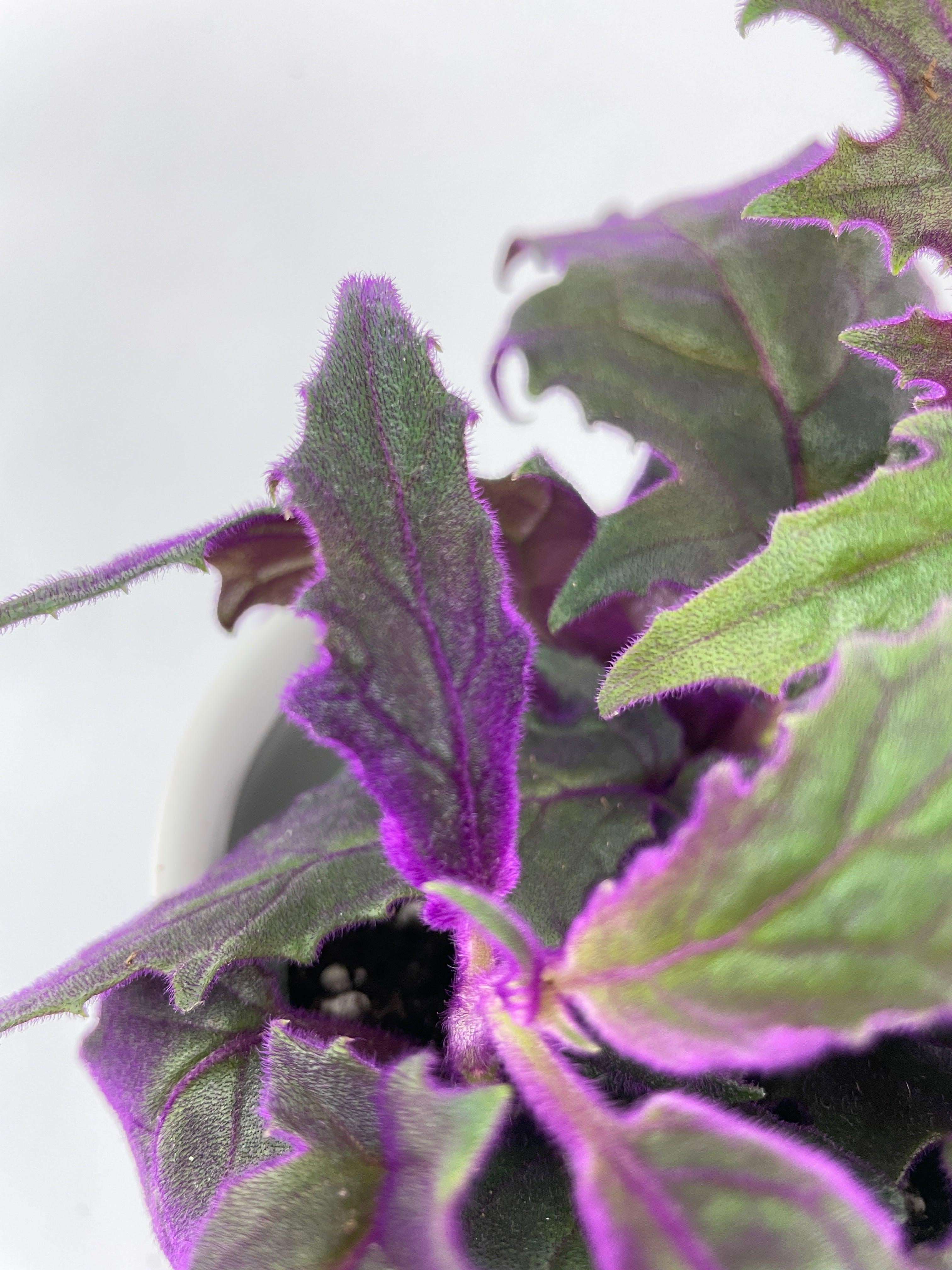 Purple Passion (Gynura Aurantiaca) | Heirloom Boulevard