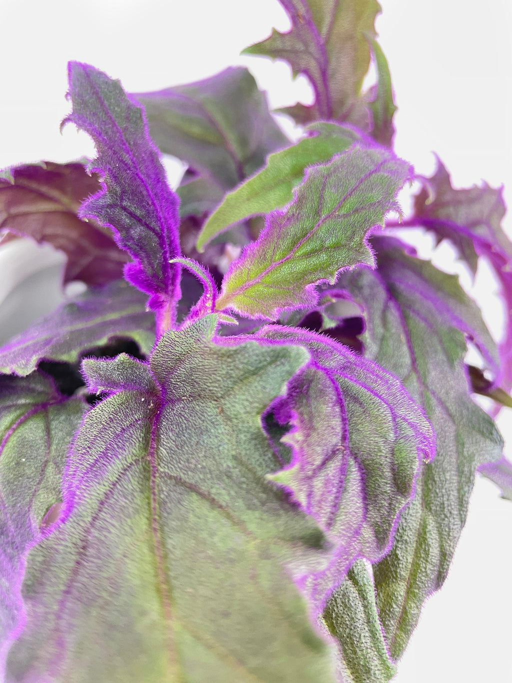 Purple Passion (Gynura Aurantiaca) | Heirloom Boulevard