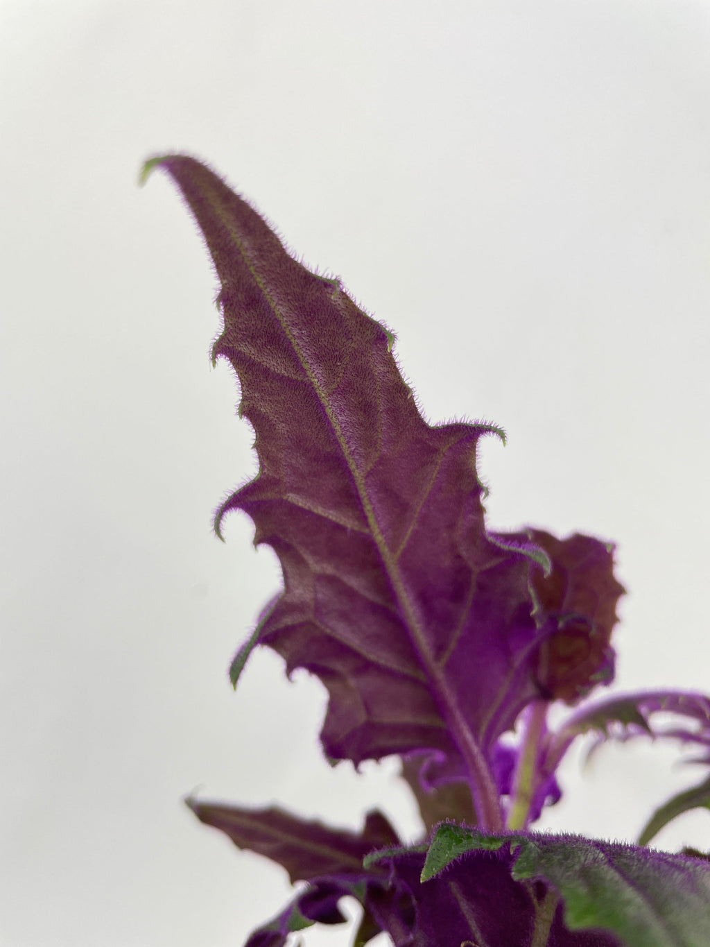 Purple Passion (Gynura Aurantiaca) | Heirloom Boulevard