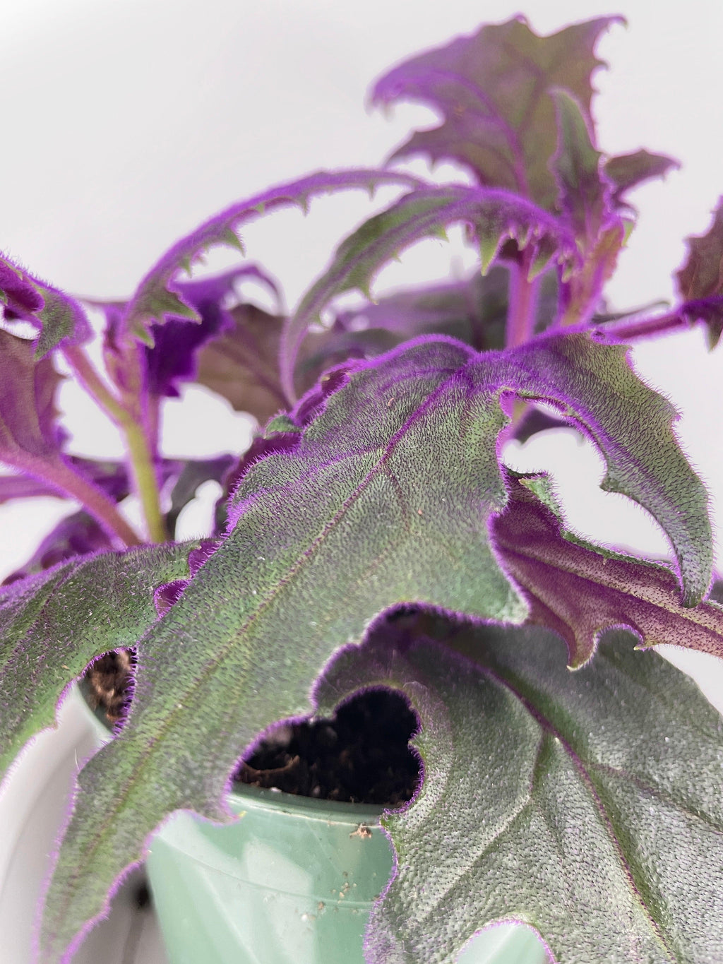 Purple Passion (Gynura Aurantiaca) | Heirloom Boulevard