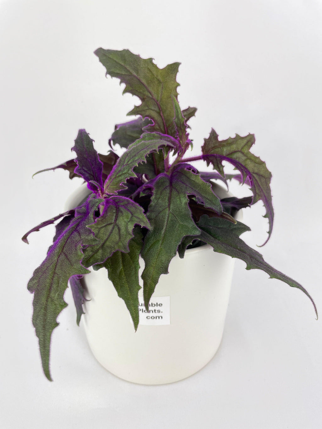 Purple Passion (Gynura Aurantiaca) | Heirloom Boulevard