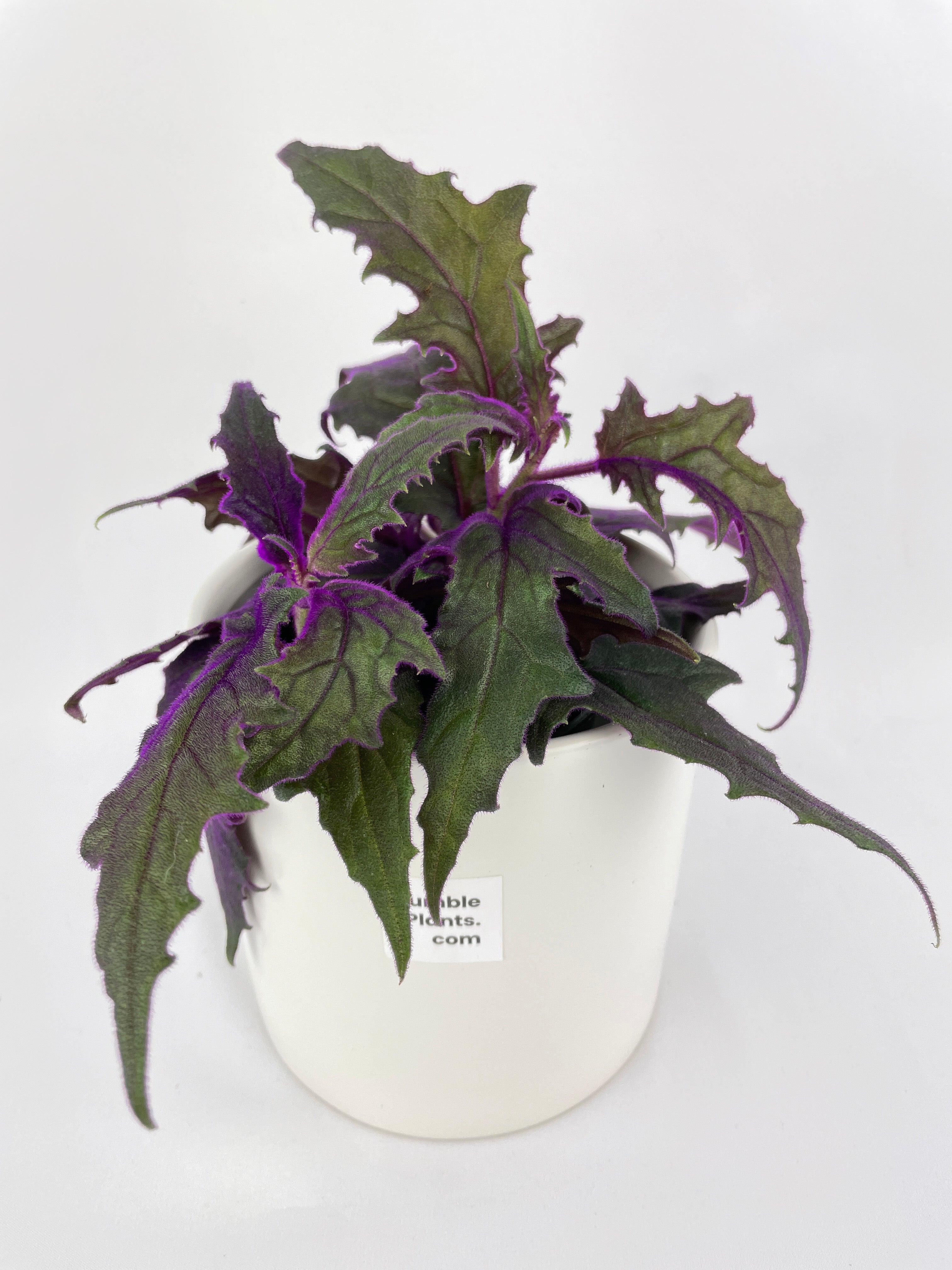 Purple Passion (Gynura Aurantiaca) | Heirloom Boulevard
