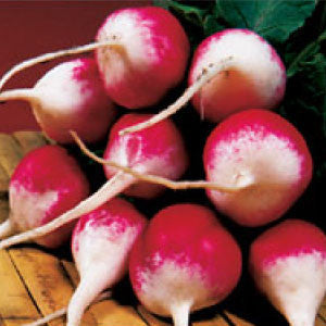 RADISH Seeds, Sparkler | Heirloom Boulevard