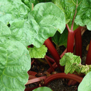 RHUBARB Seeds, Victoria | Heirloom Boulevard