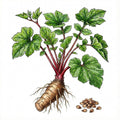 RHUBARB Seeds, Victoria | Heirloom Boulevard