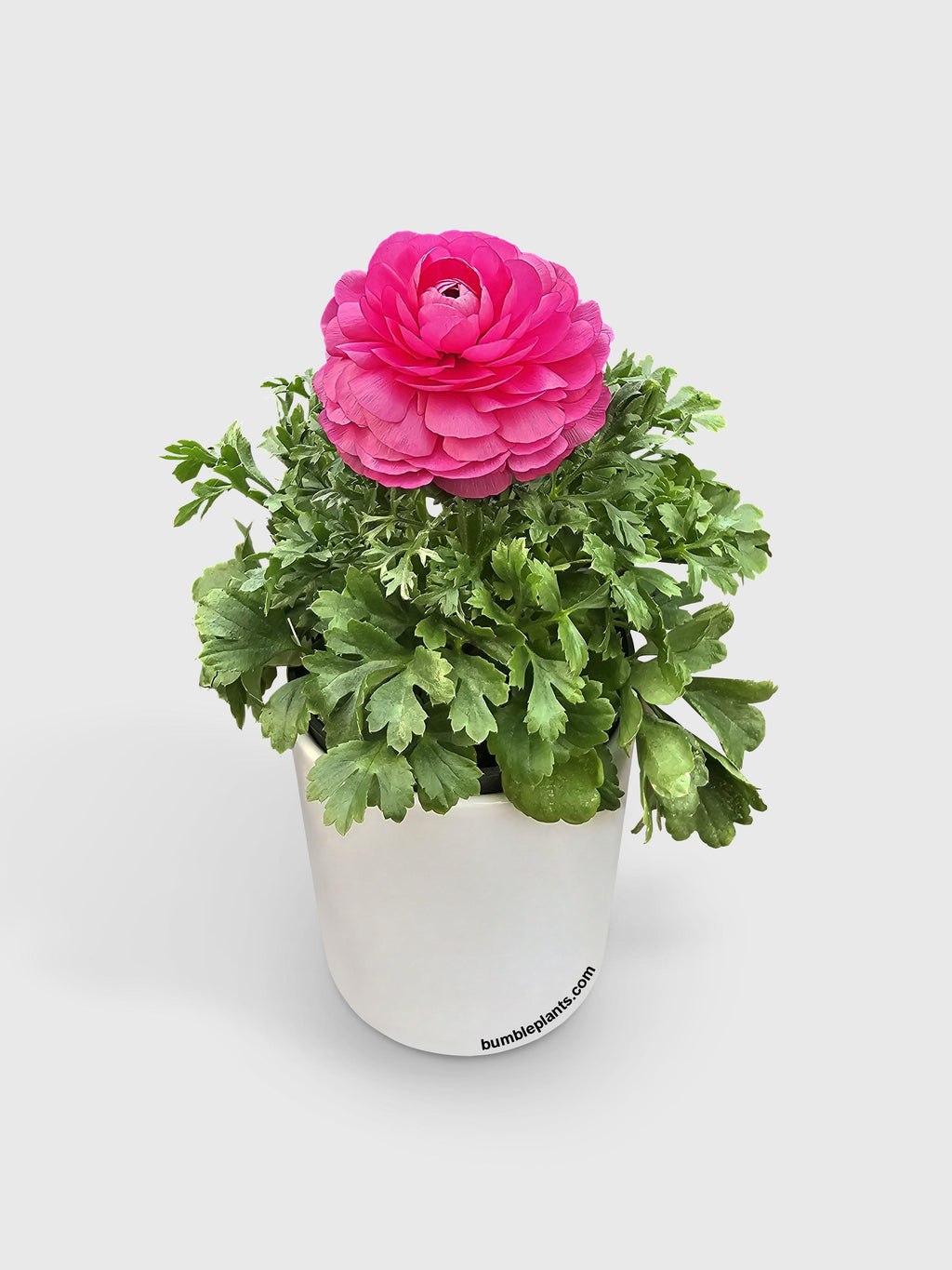 Bumble Plants Ranunculus Flower Blooming Plant