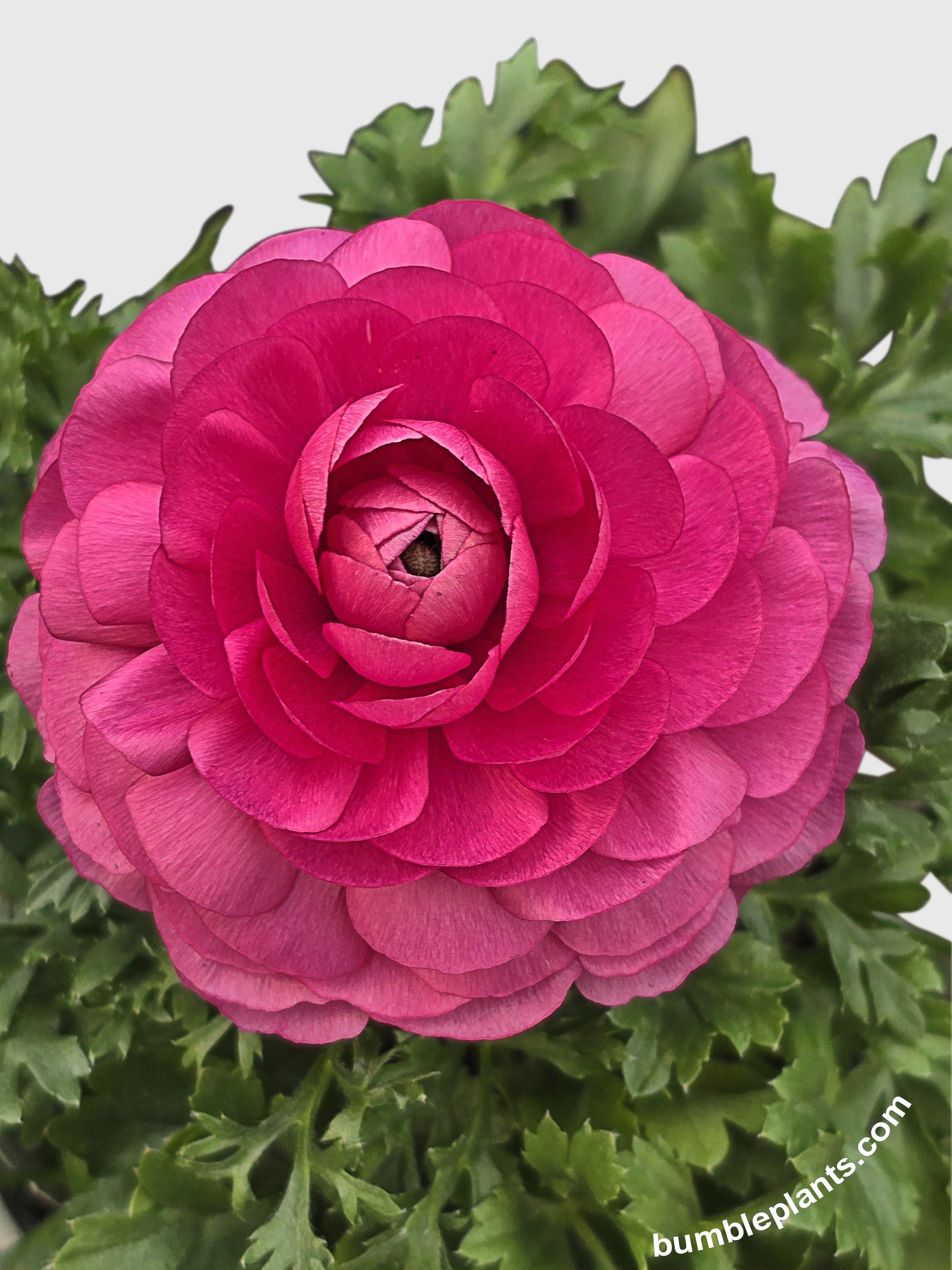 Bumble Plants Ranunculus Flower Blooming Plant