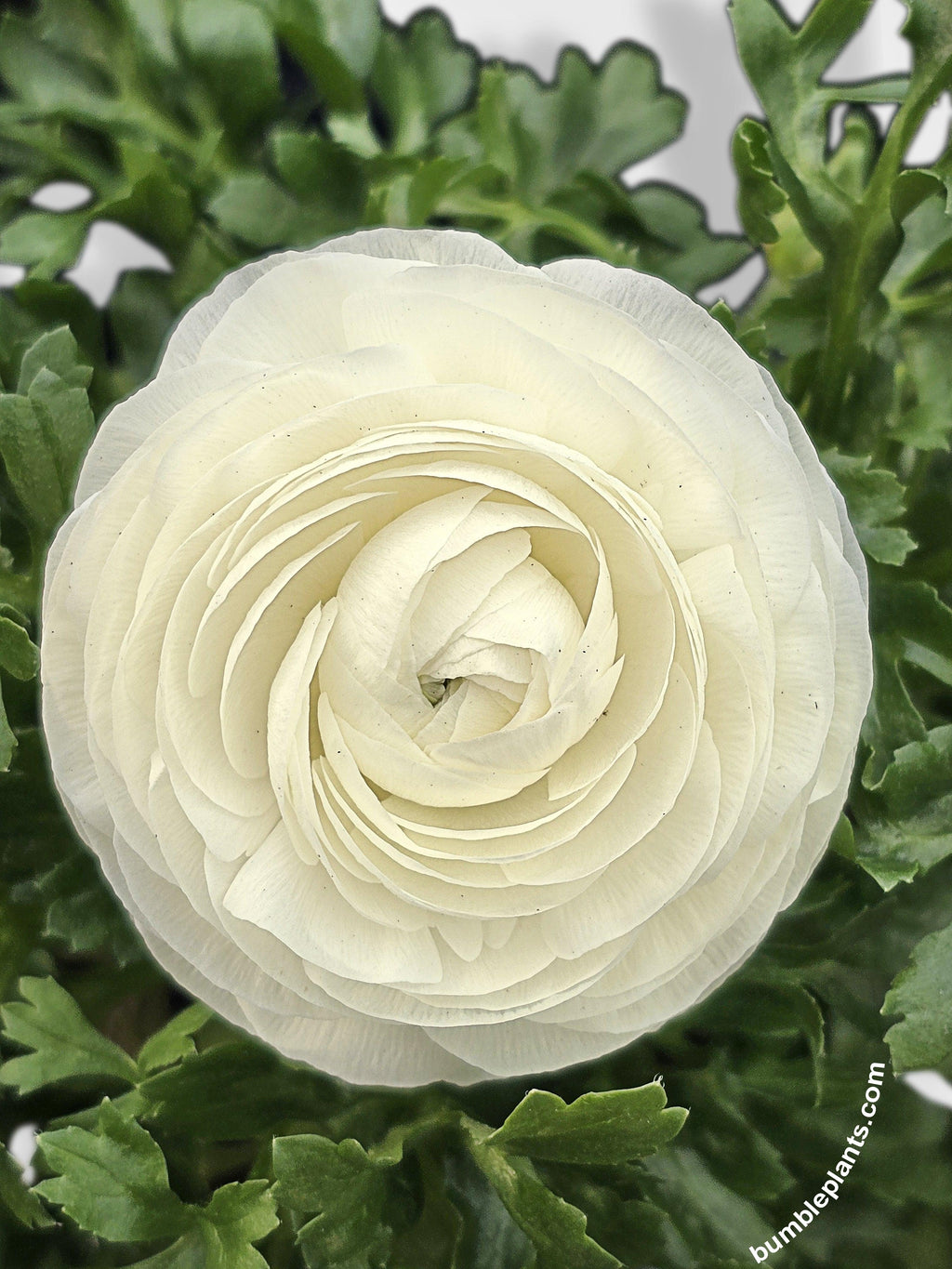 Bumble Plants Ranunculus Flower Blooming Plant