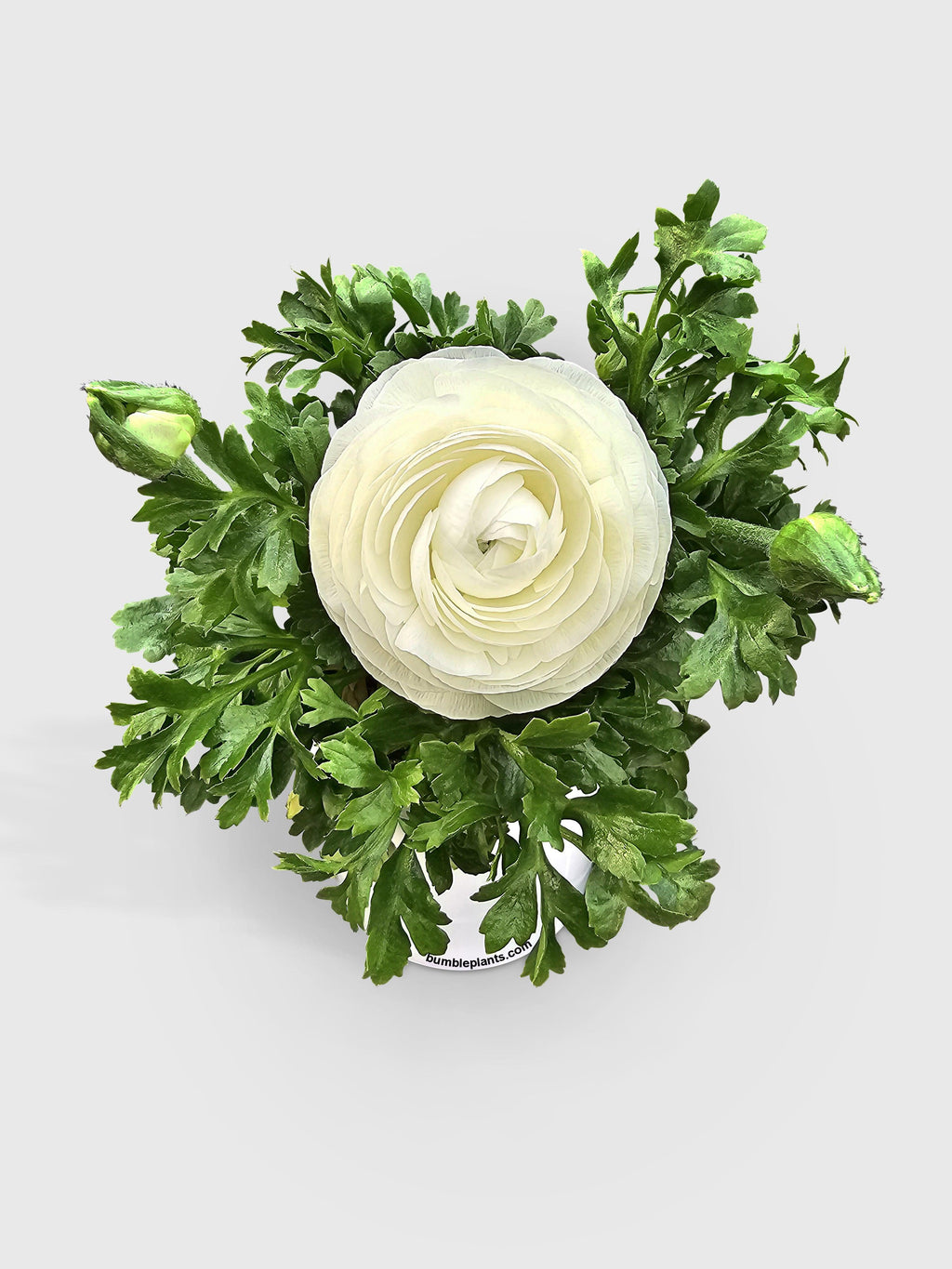 Bumble Plants Ranunculus Flower Blooming Plant