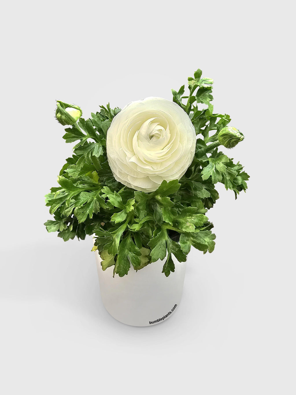 Bumble Plants Ranunculus Flower Blooming Plant