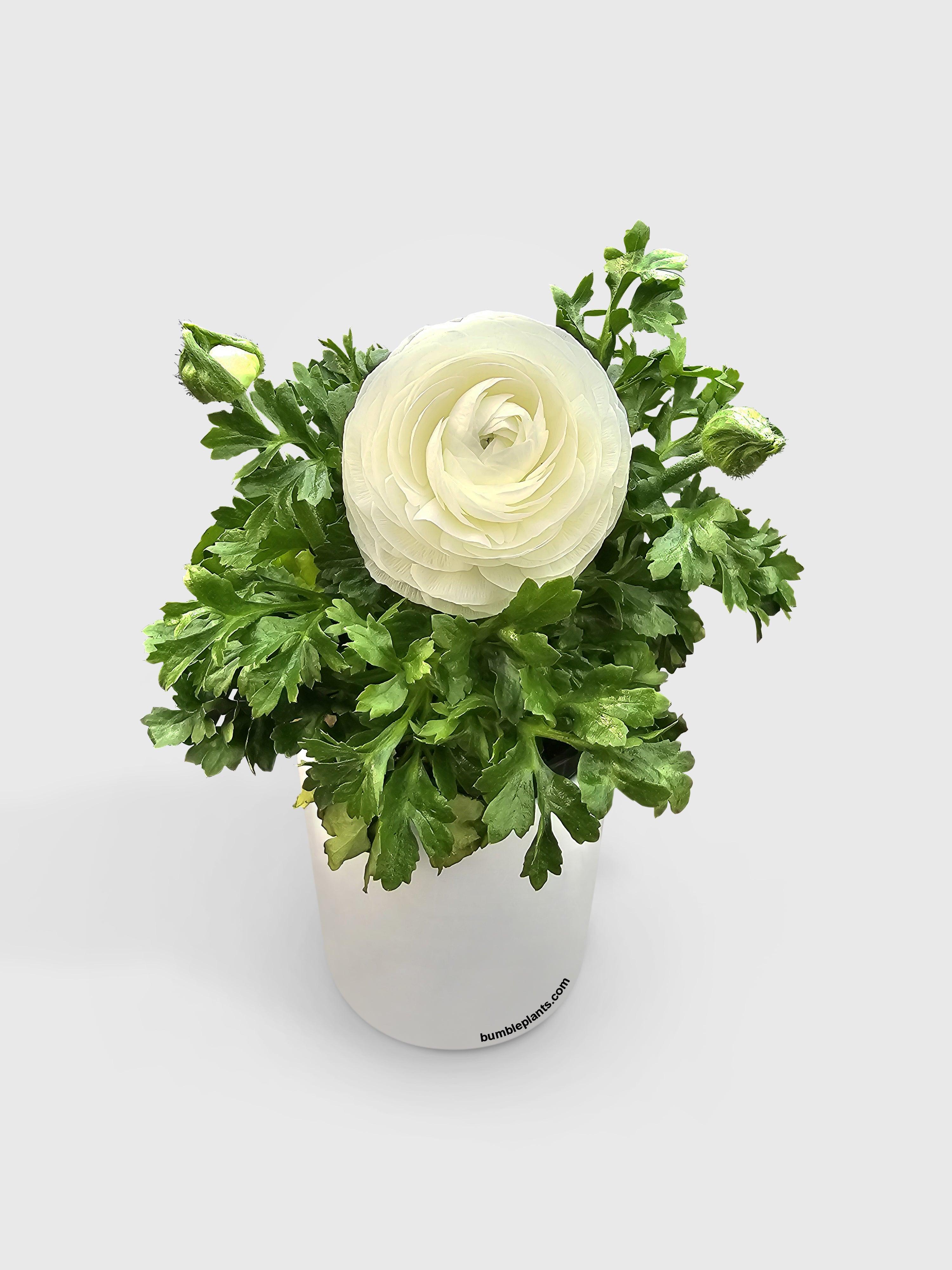 Bumble Plants Ranunculus Flower Blooming Plant