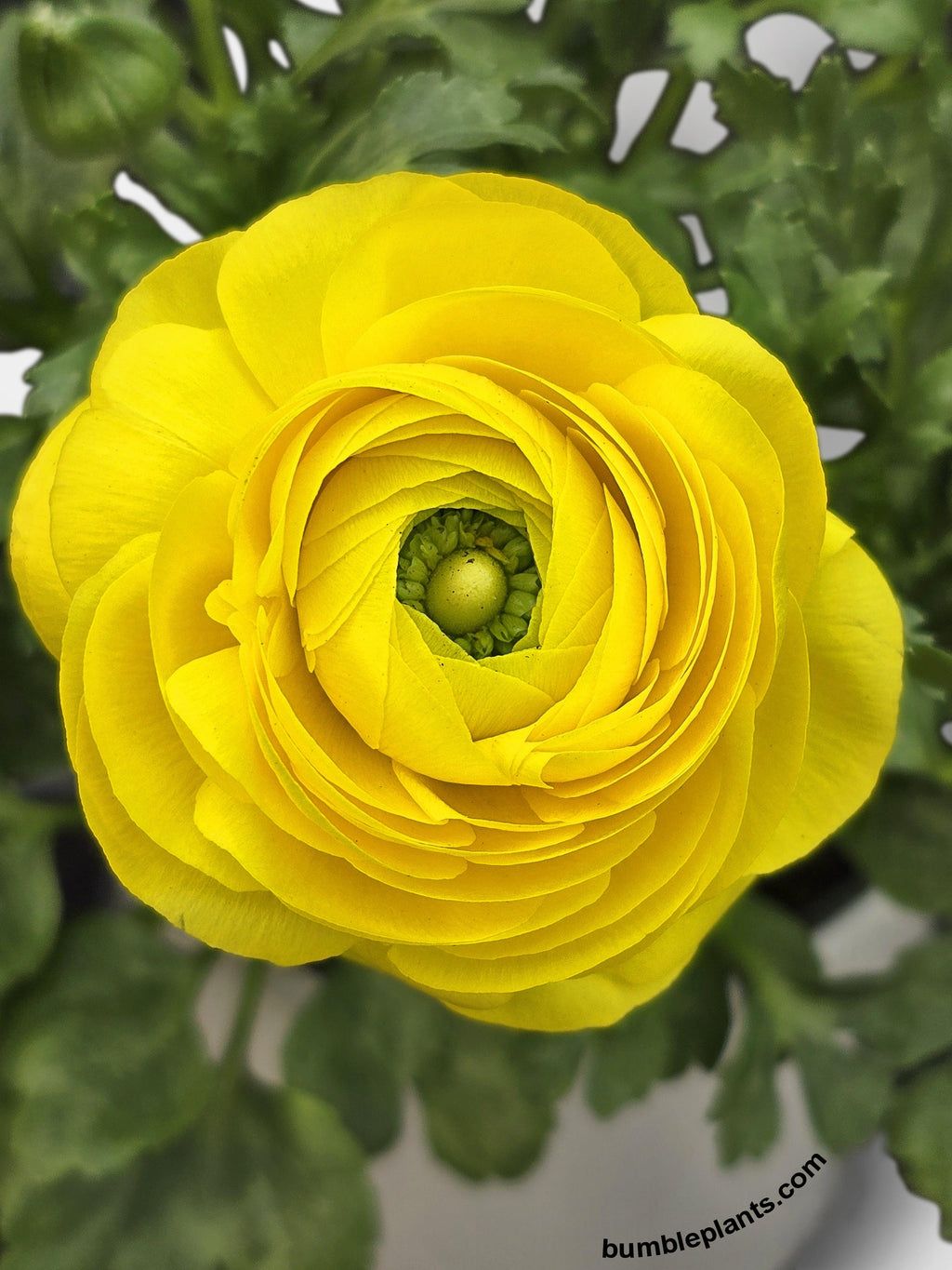 Bumble Plants Ranunculus Flower Blooming Plant